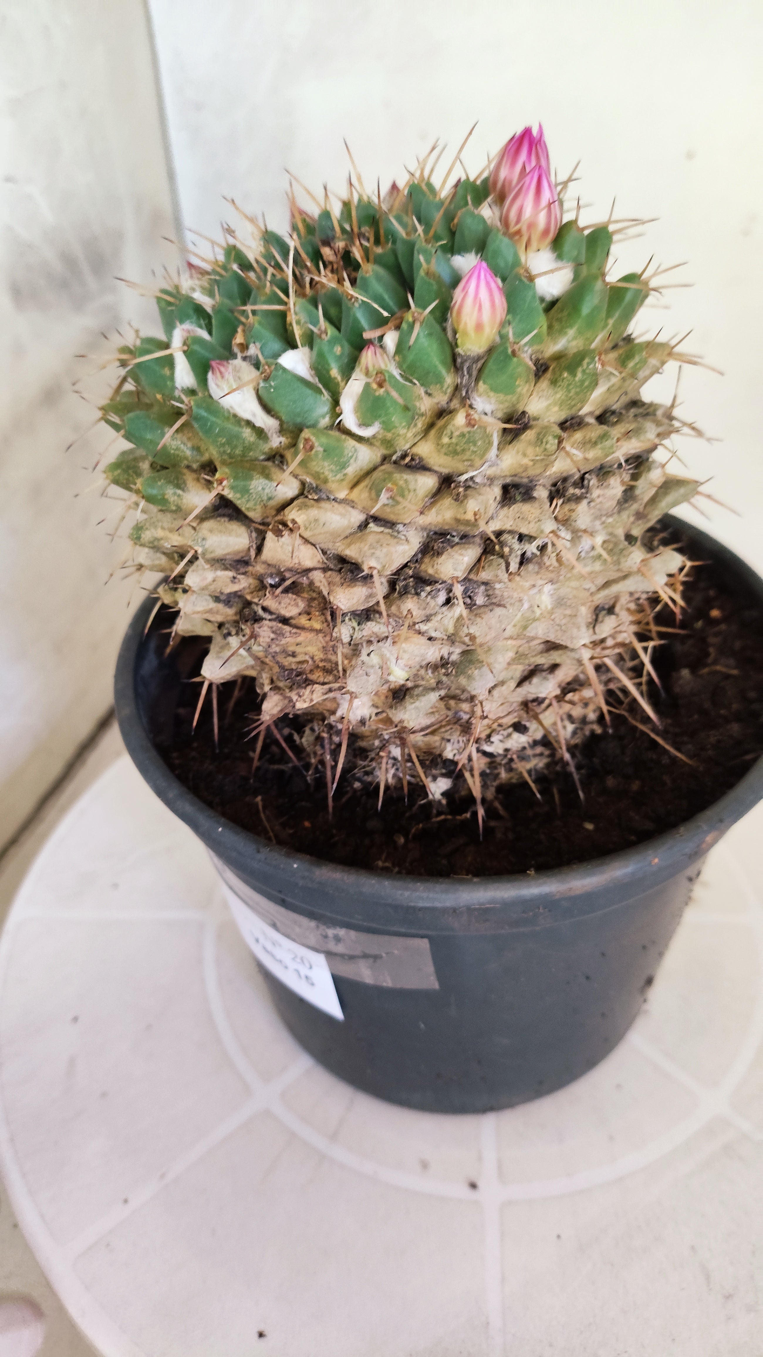 Matriz Cacto Mammillaria "Compressa" Nº 20 - vaso 15