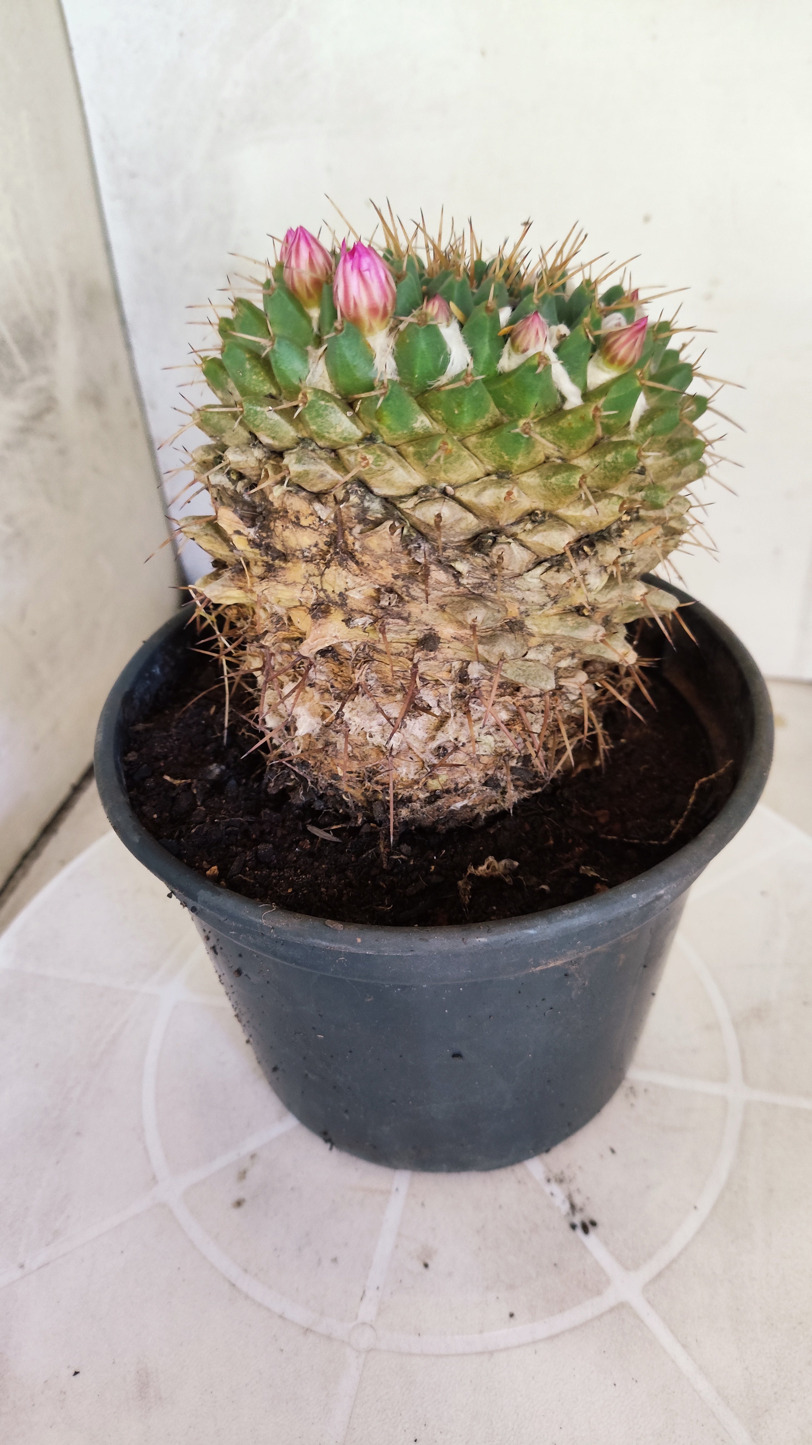 Matriz Cacto Mammillaria "Compressa" Nº 20 - vaso 15