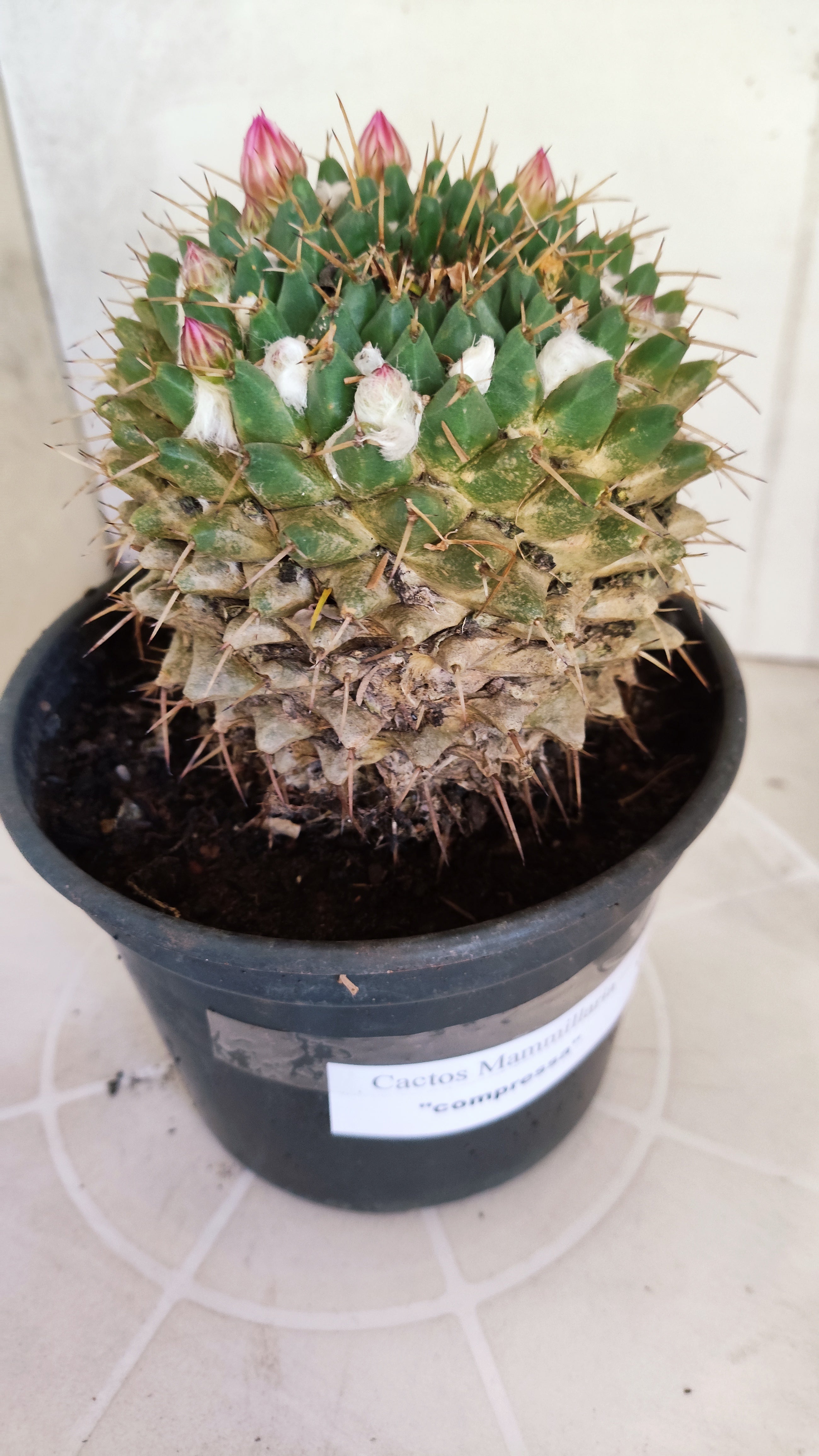 Matriz Cacto Mammillaria "Compressa" Nº 20 - vaso 15