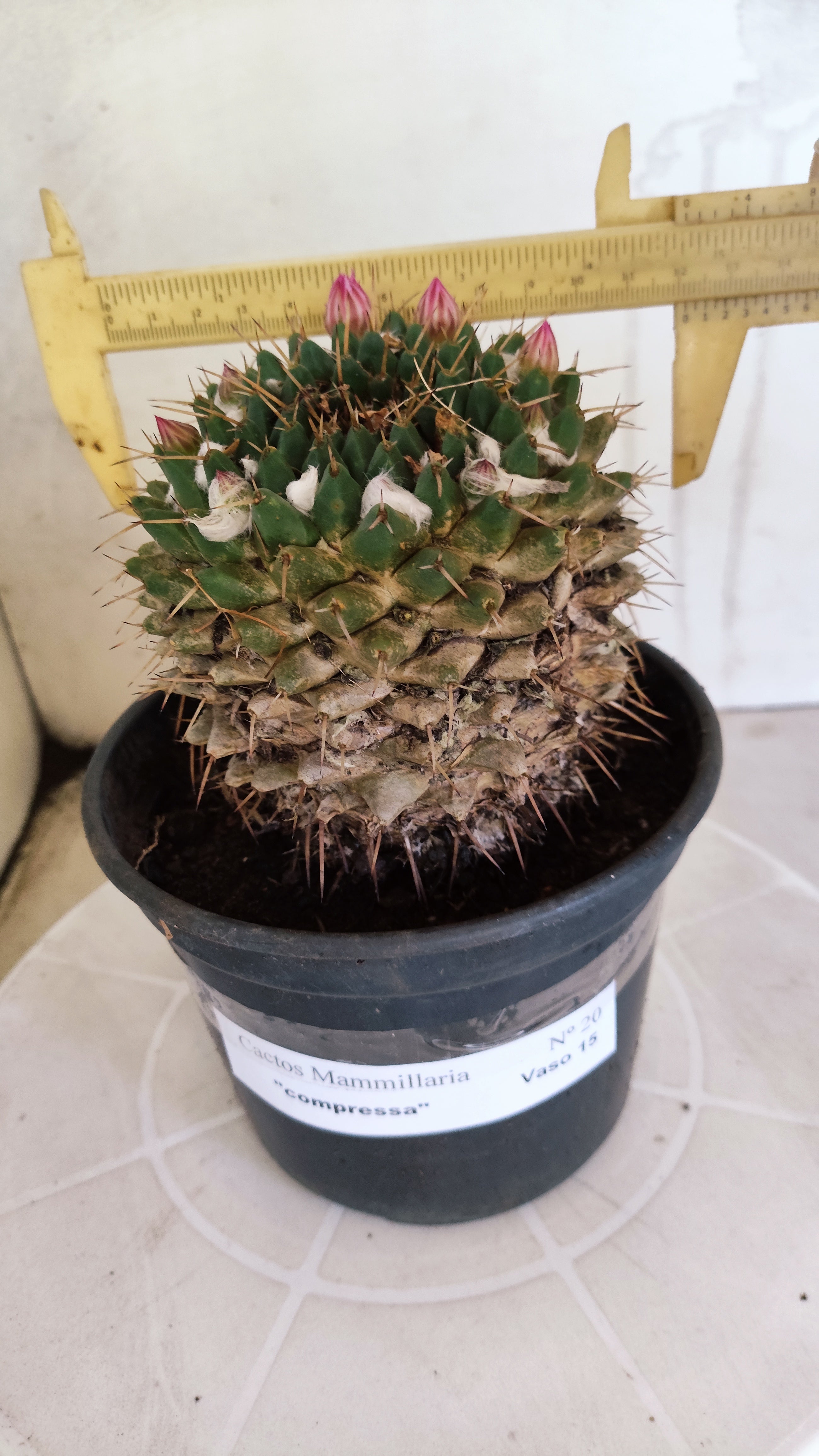 Matriz Cacto Mammillaria "Compressa" Nº 20 - vaso 15