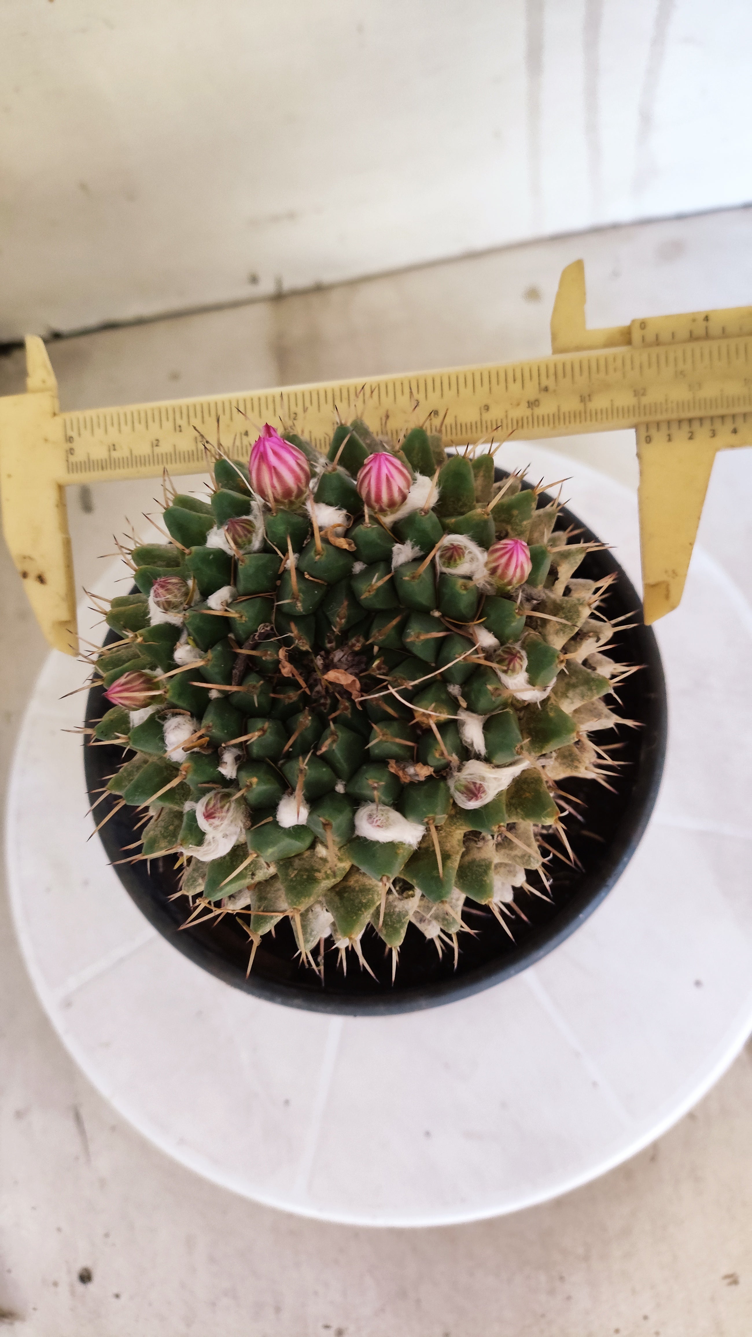 Matriz Cacto Mammillaria "Compressa" Nº 20 - vaso 15