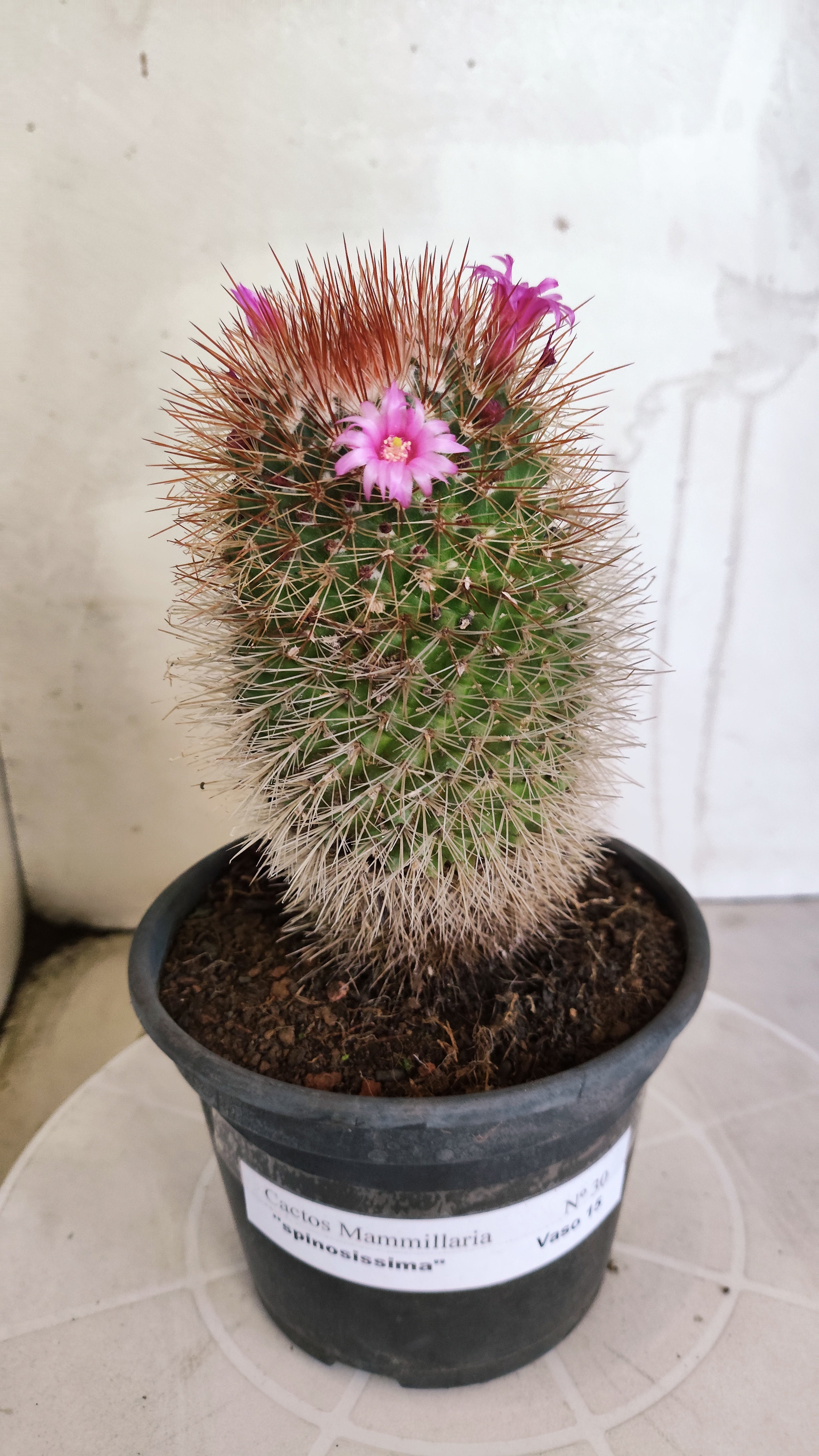 Matriz Cacto Mammillaria "spinosissima" Nº 30 - vaso 15