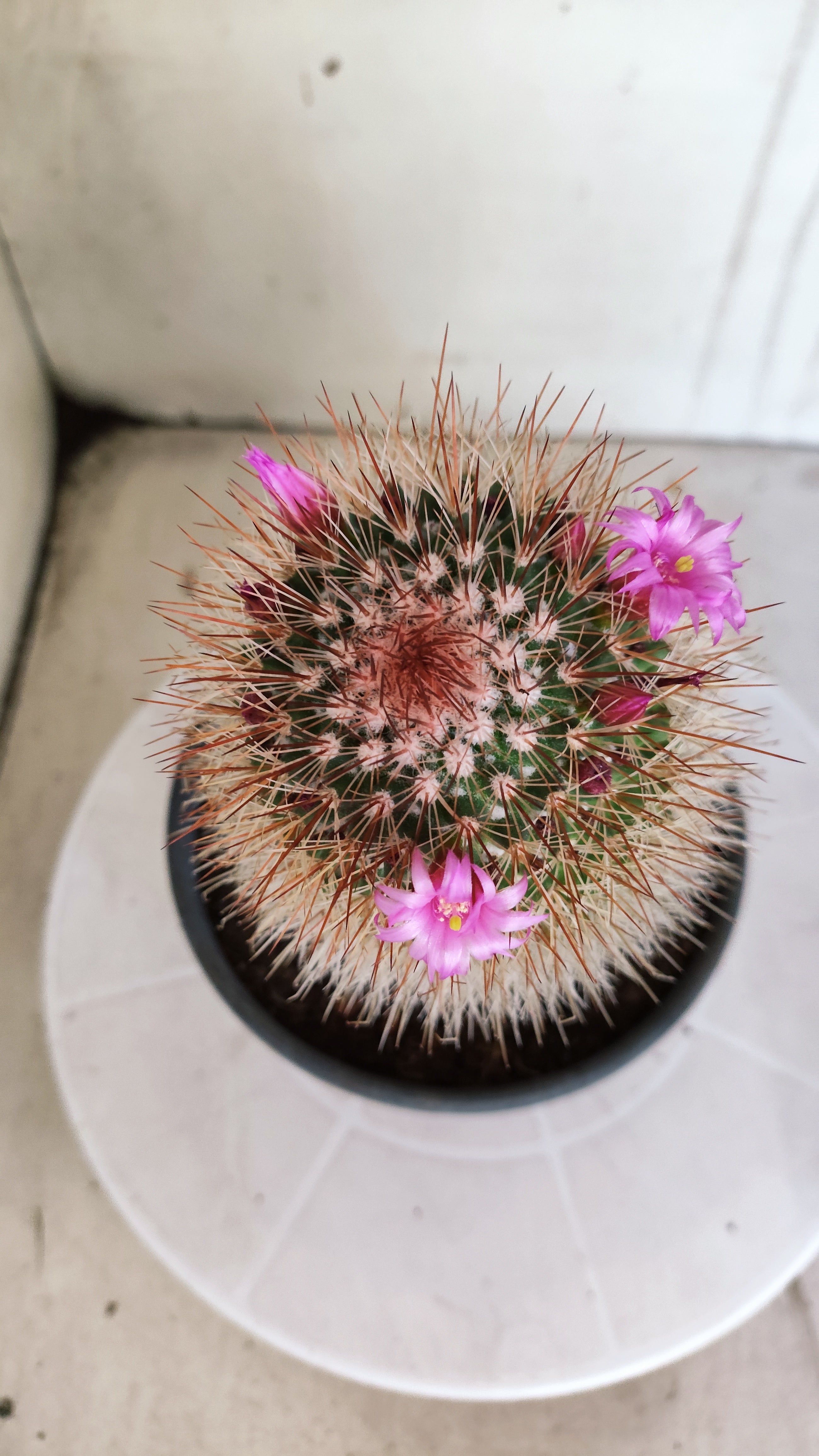 Matriz Cacto Mammillaria "spinosissima" Nº 30 - vaso 15
