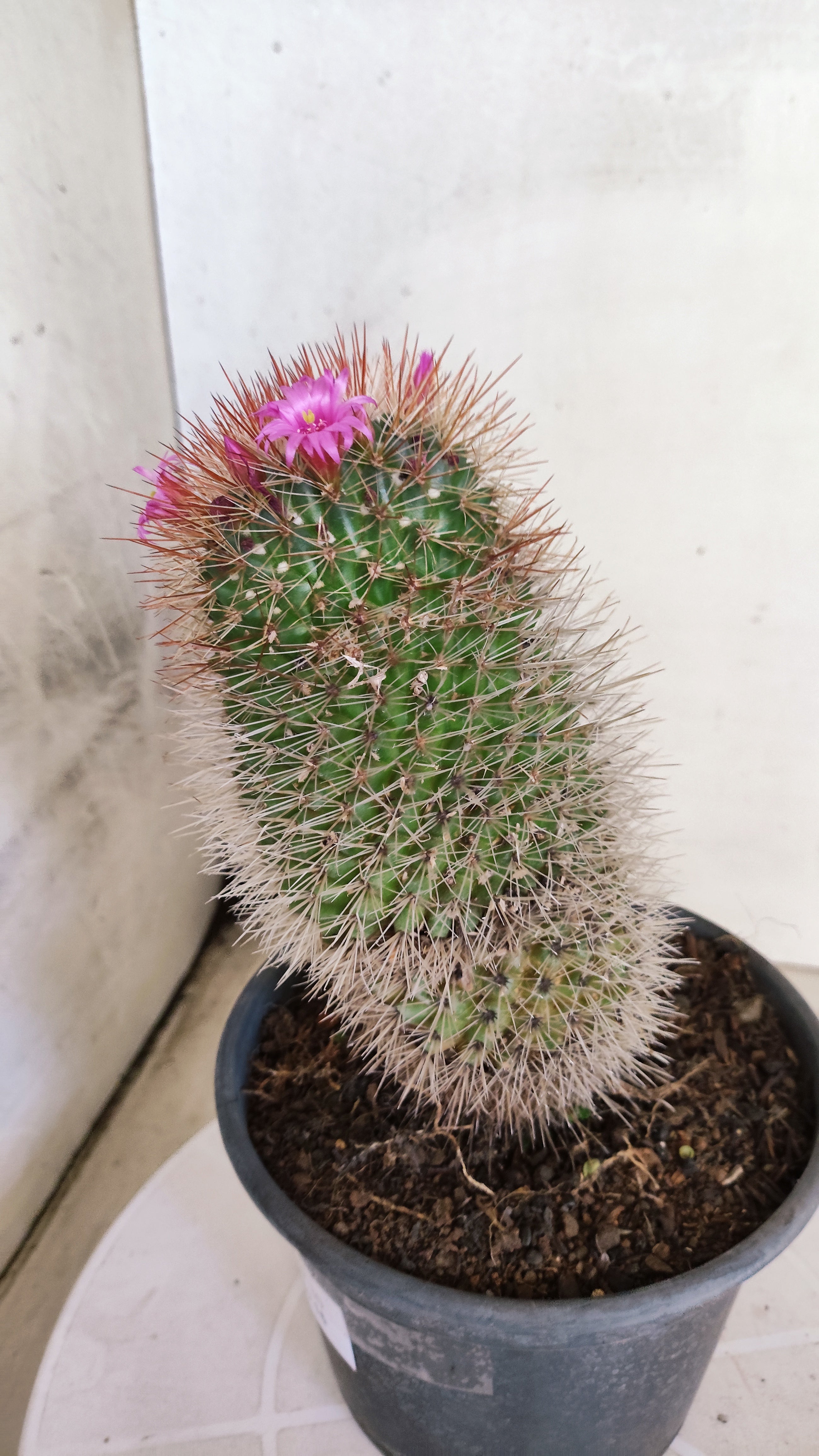 Matriz Cacto Mammillaria "spinosissima" Nº 30 - vaso 15