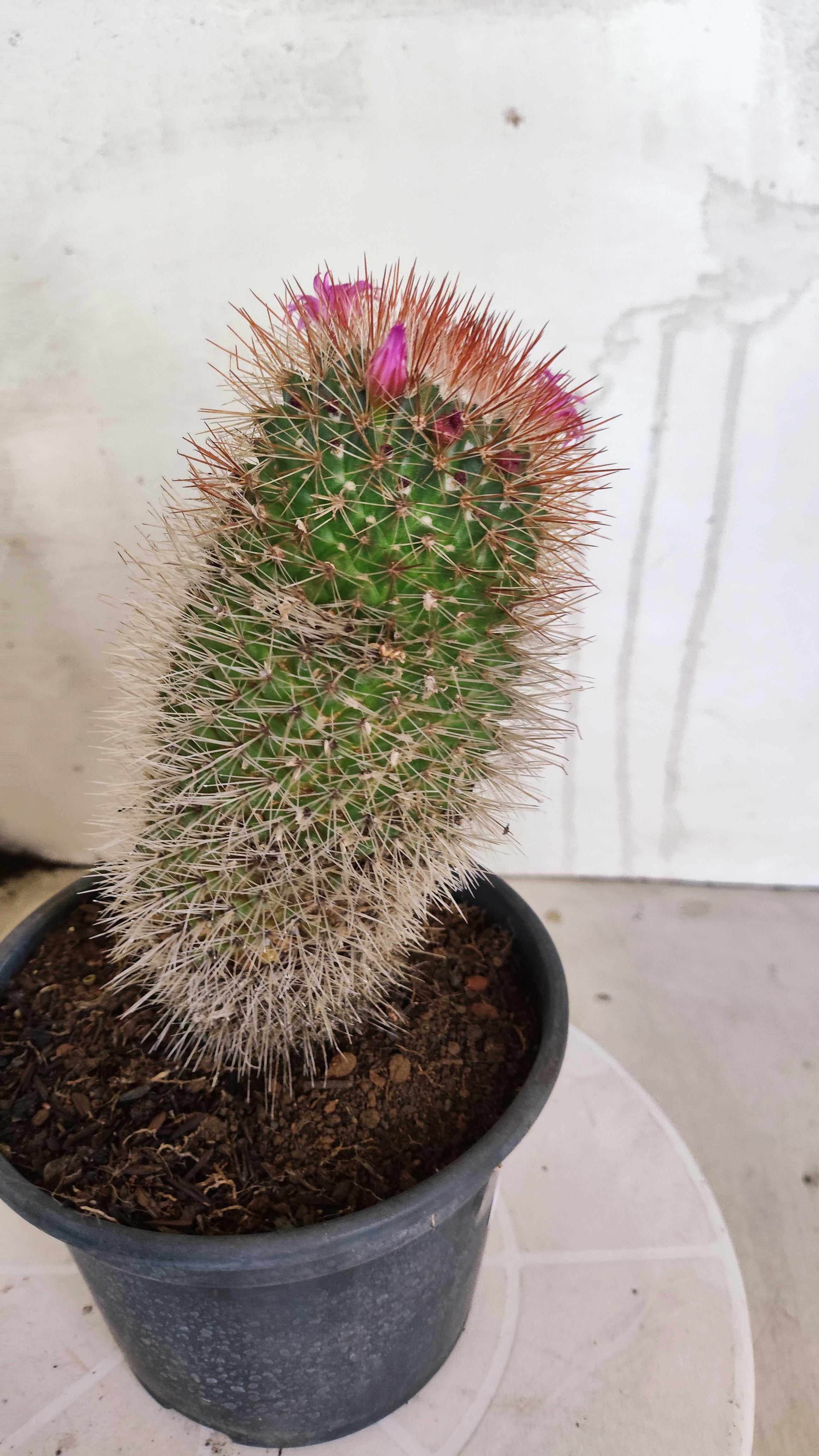 Matriz Cacto Mammillaria "spinosissima" Nº 30 - vaso 15