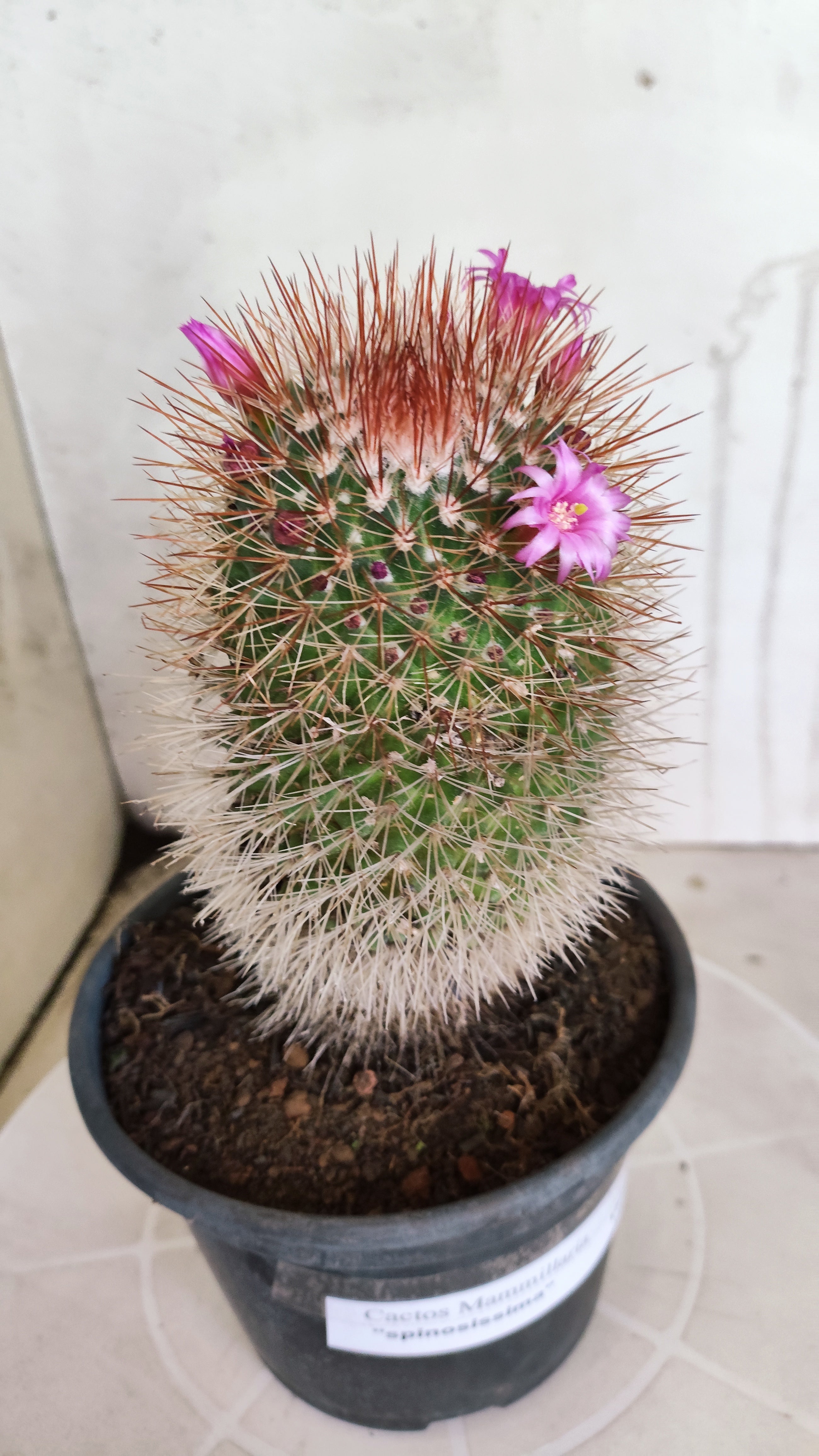 Matriz Cacto Mammillaria "spinosissima" Nº 30 - vaso 15