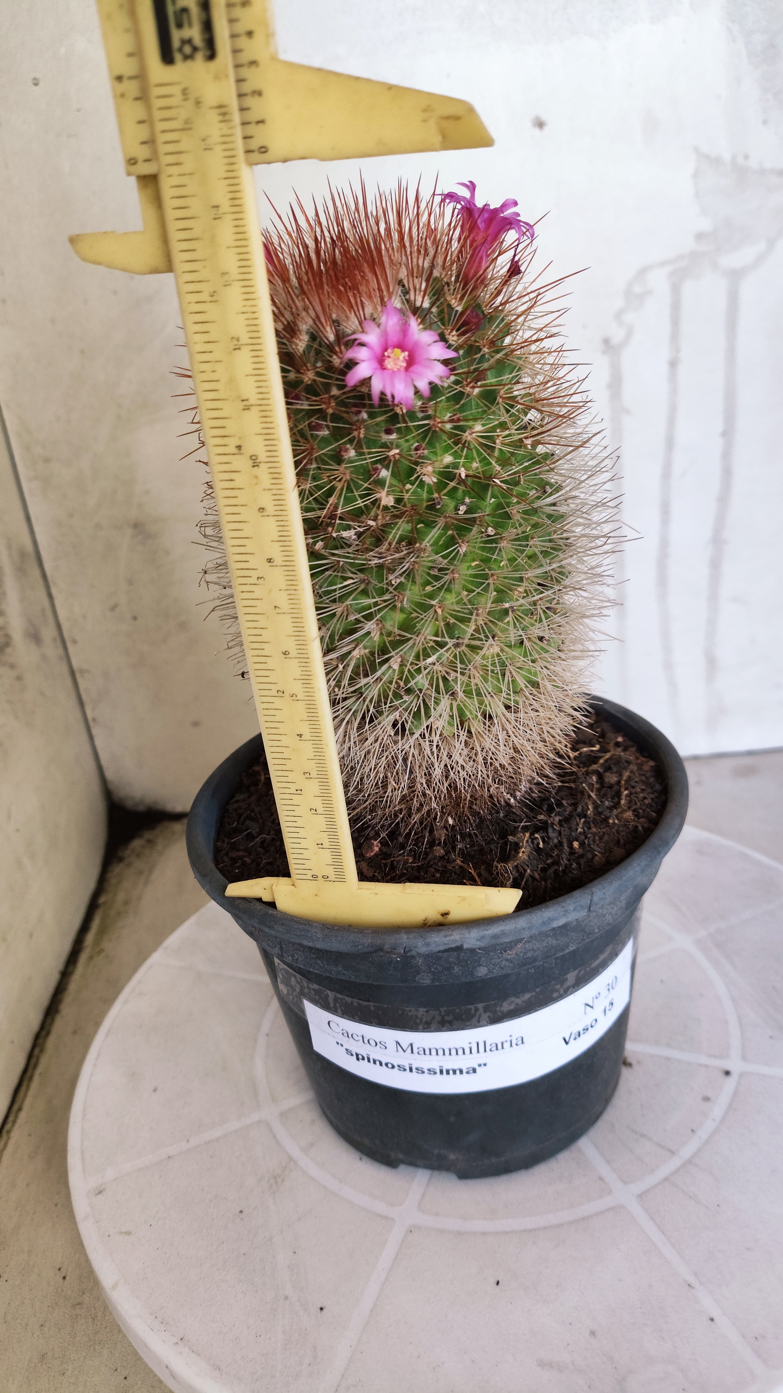 Matriz Cacto Mammillaria "spinosissima" Nº 30 - vaso 15