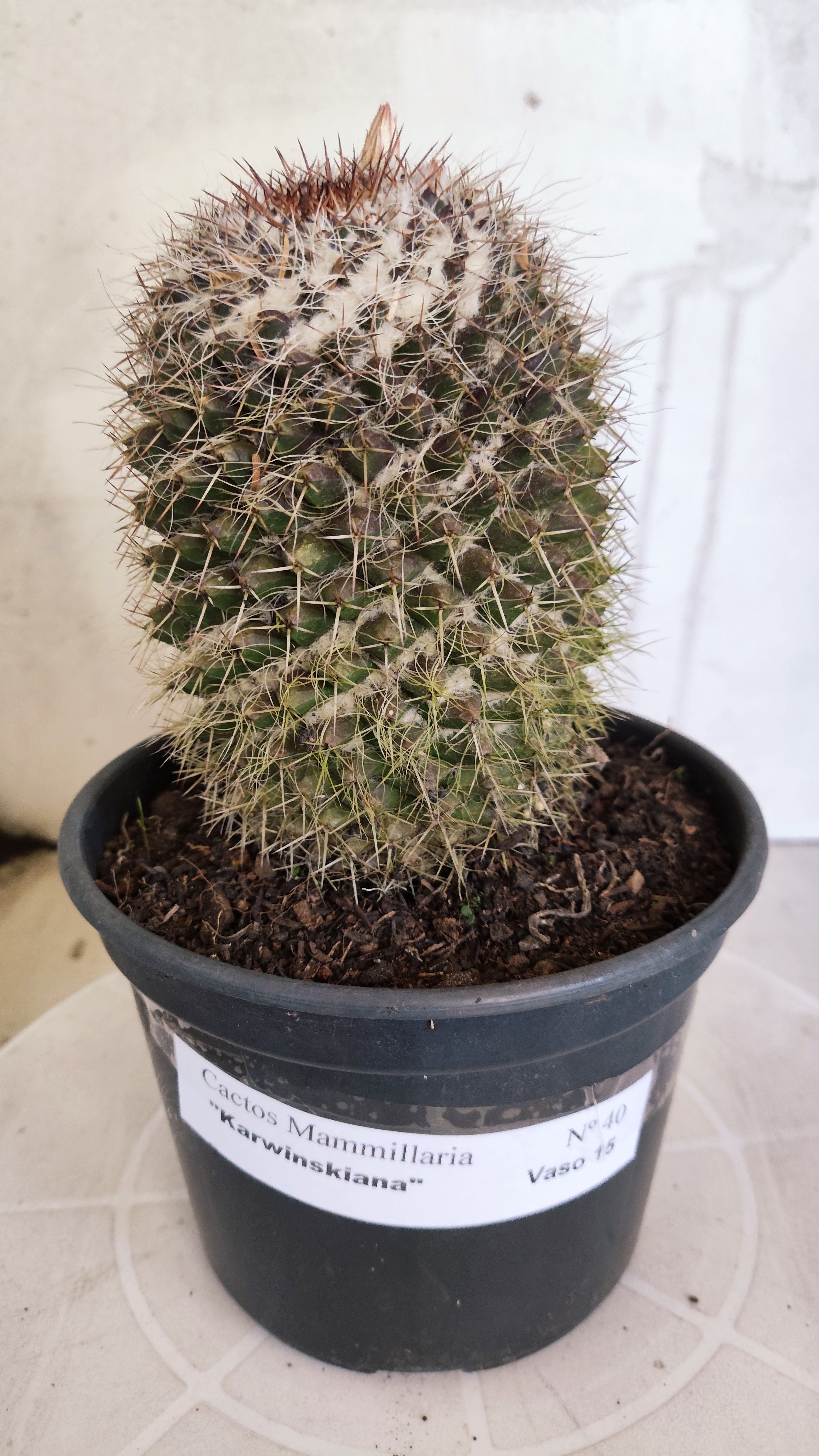 Matriz Cacto Mammillaria "Karwinskiana" Nº 40 - vaso 15