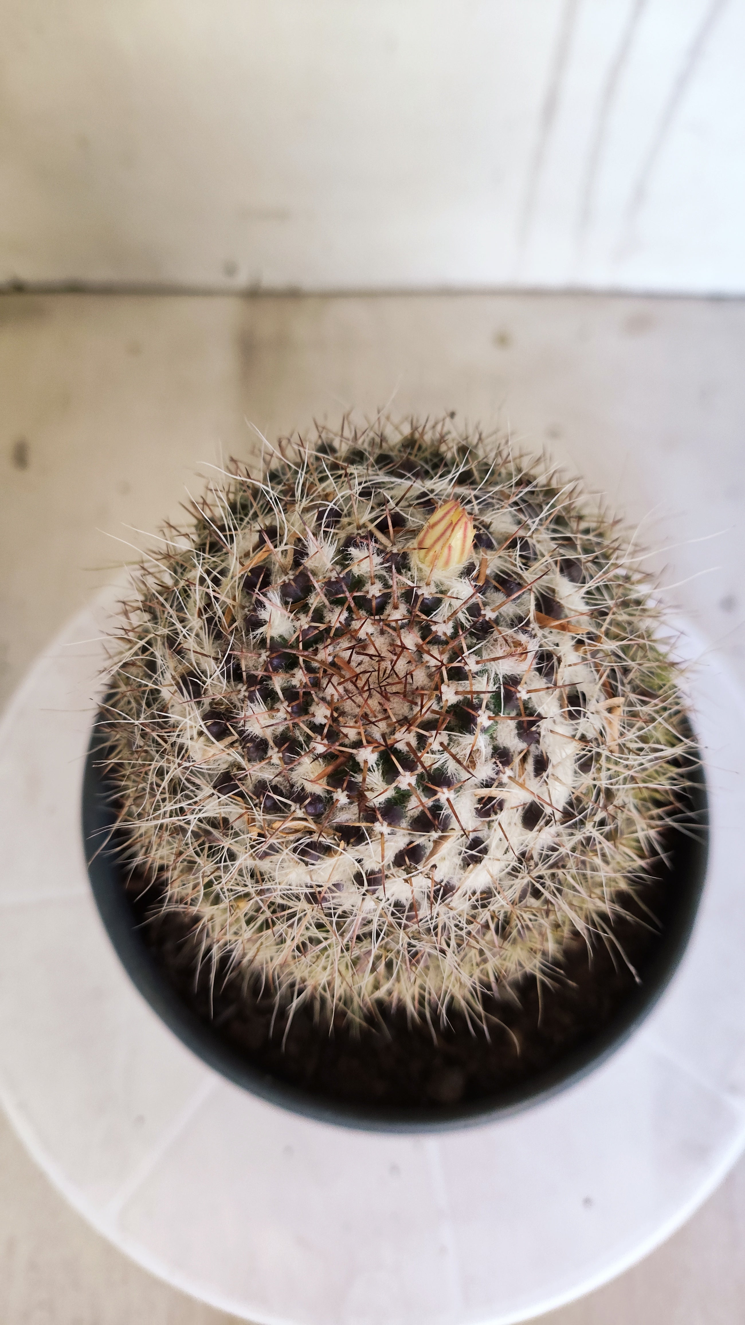 Matriz Cacto Mammillaria "Karwinskiana" Nº 40 - vaso 15