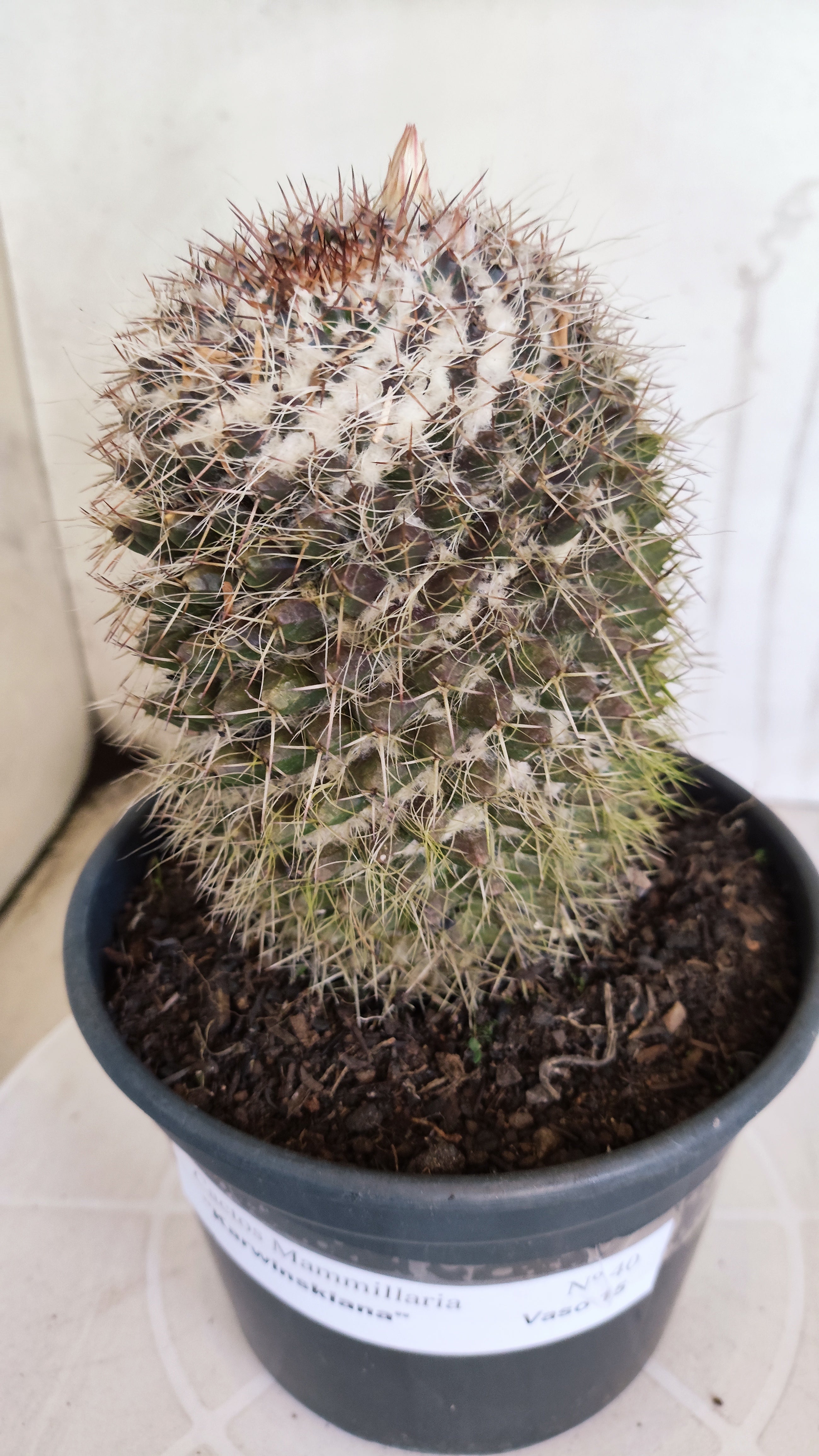 Matriz Cacto Mammillaria "Karwinskiana" Nº 40 - vaso 15