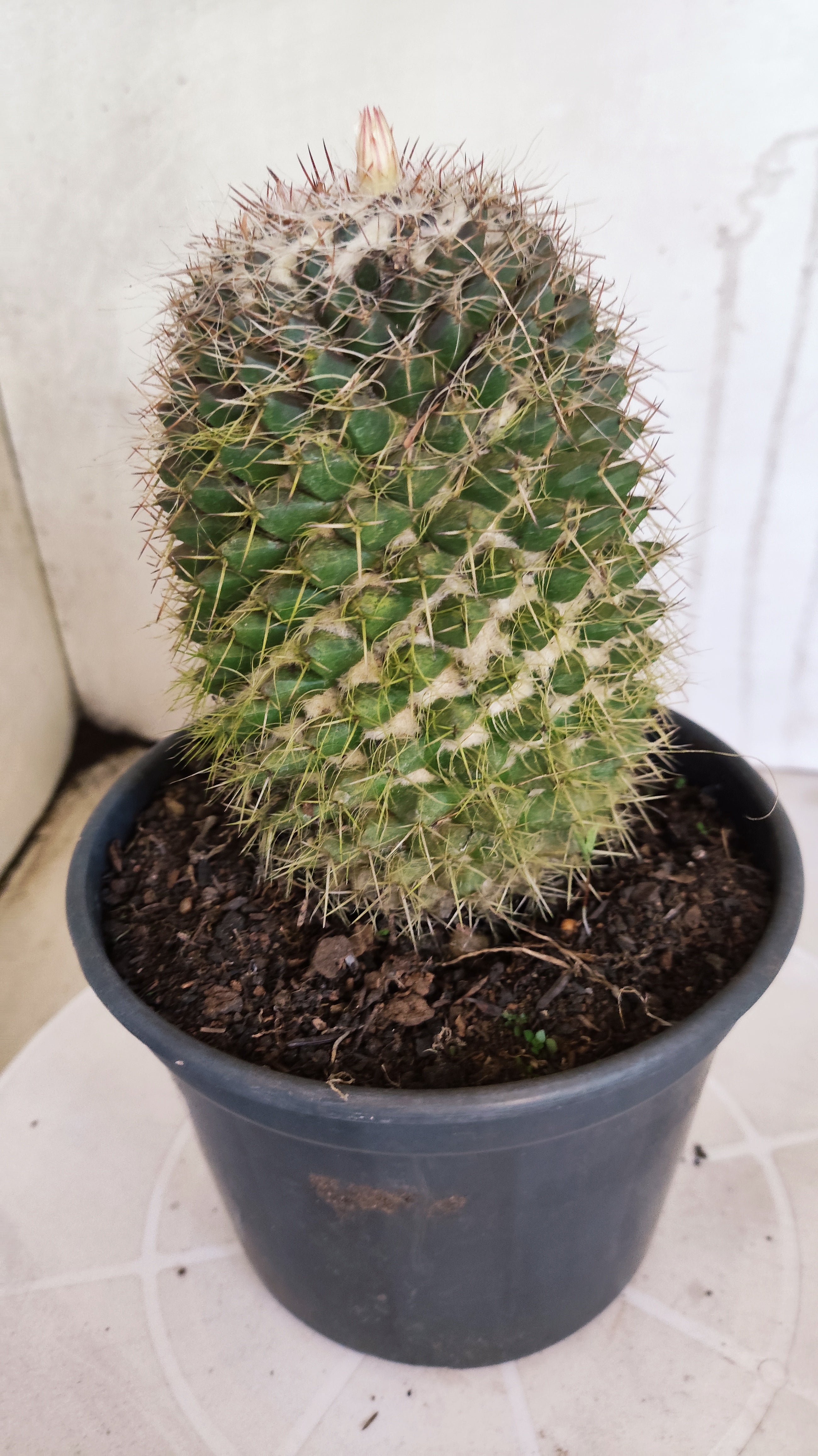 Matriz Cacto Mammillaria "Karwinskiana" Nº 40 - vaso 15