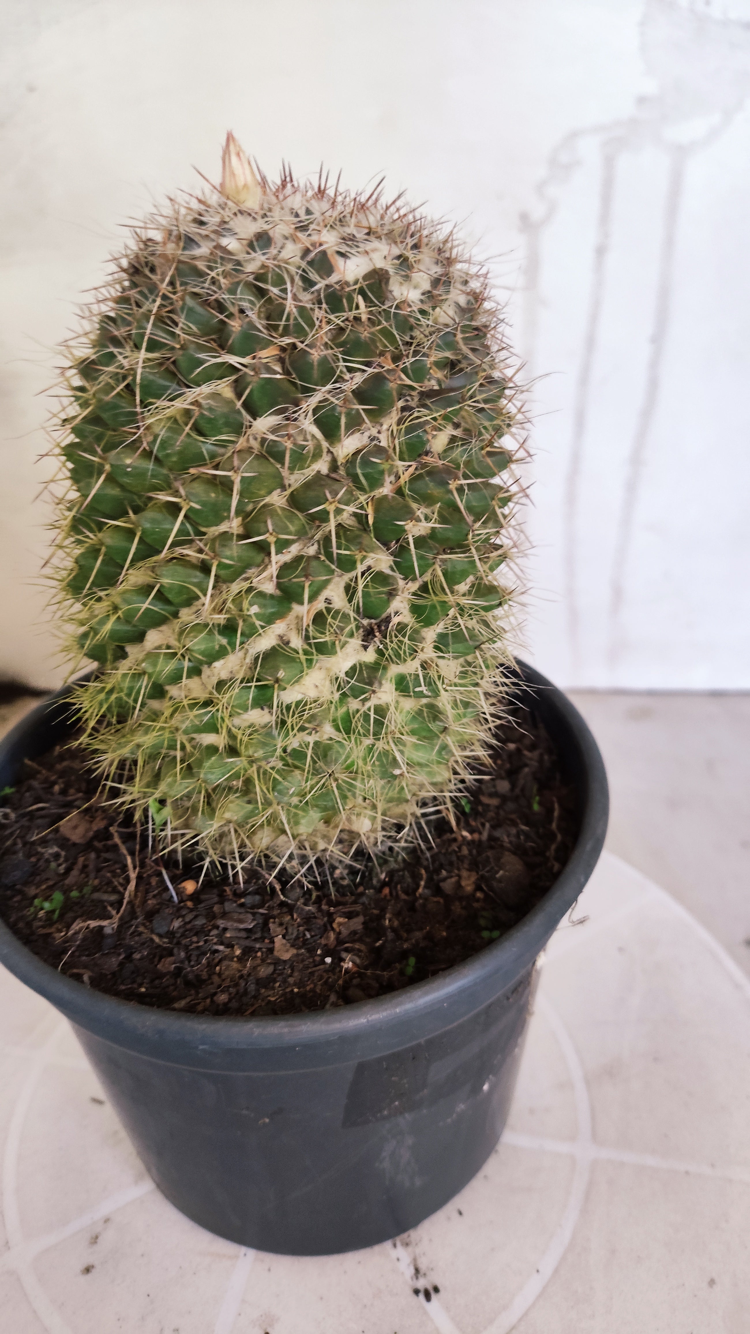 Matriz Cacto Mammillaria "Karwinskiana" Nº 40 - vaso 15