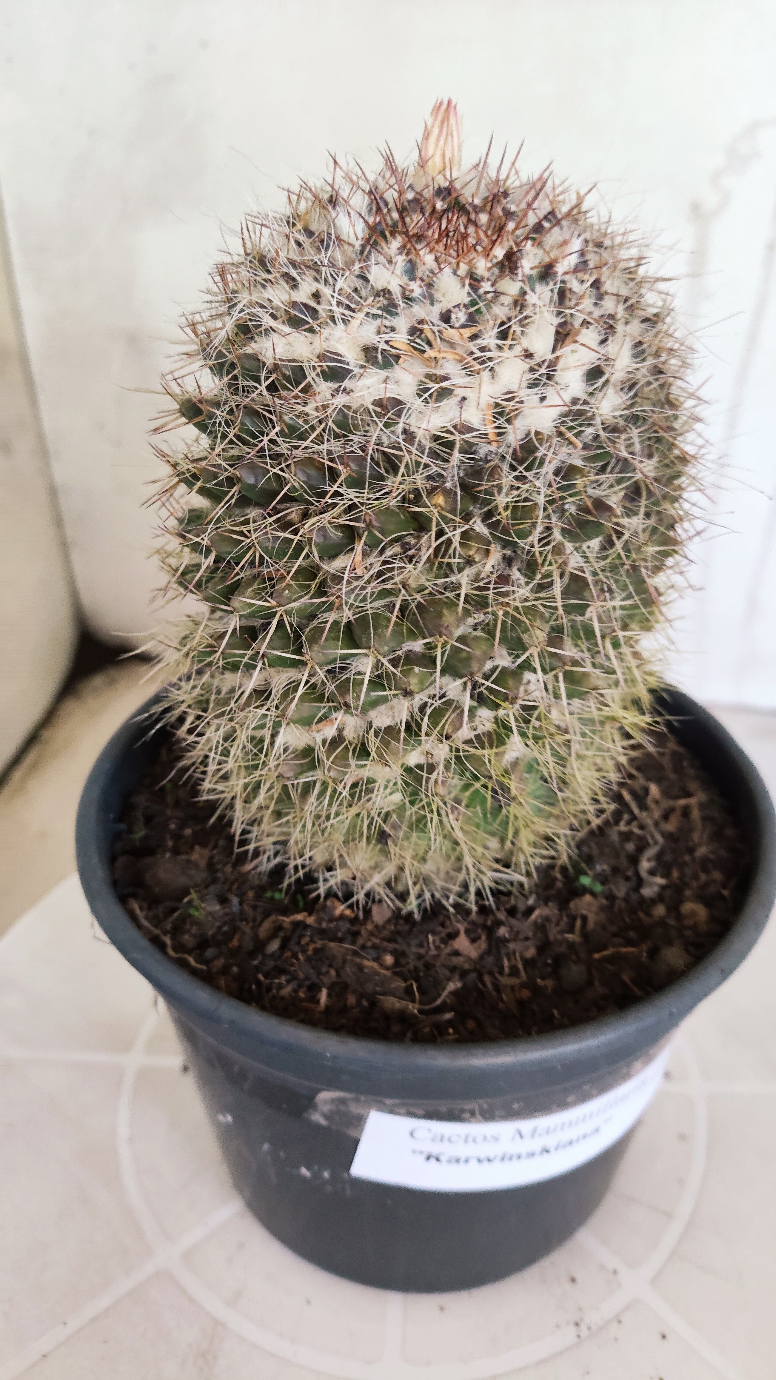 Matriz Cacto Mammillaria "Karwinskiana" Nº 40 - vaso 15