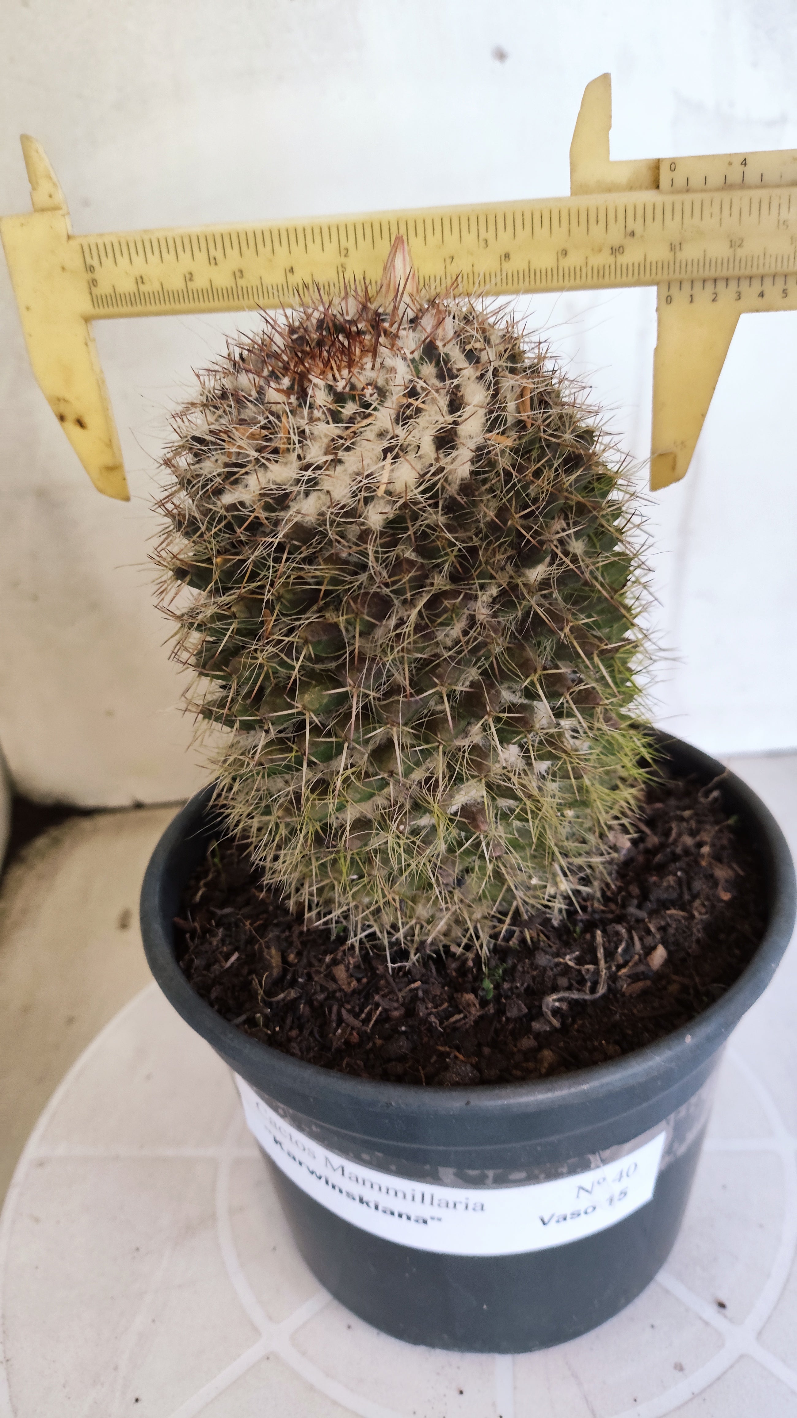 Matriz Cacto Mammillaria "Karwinskiana" Nº 40 - vaso 15