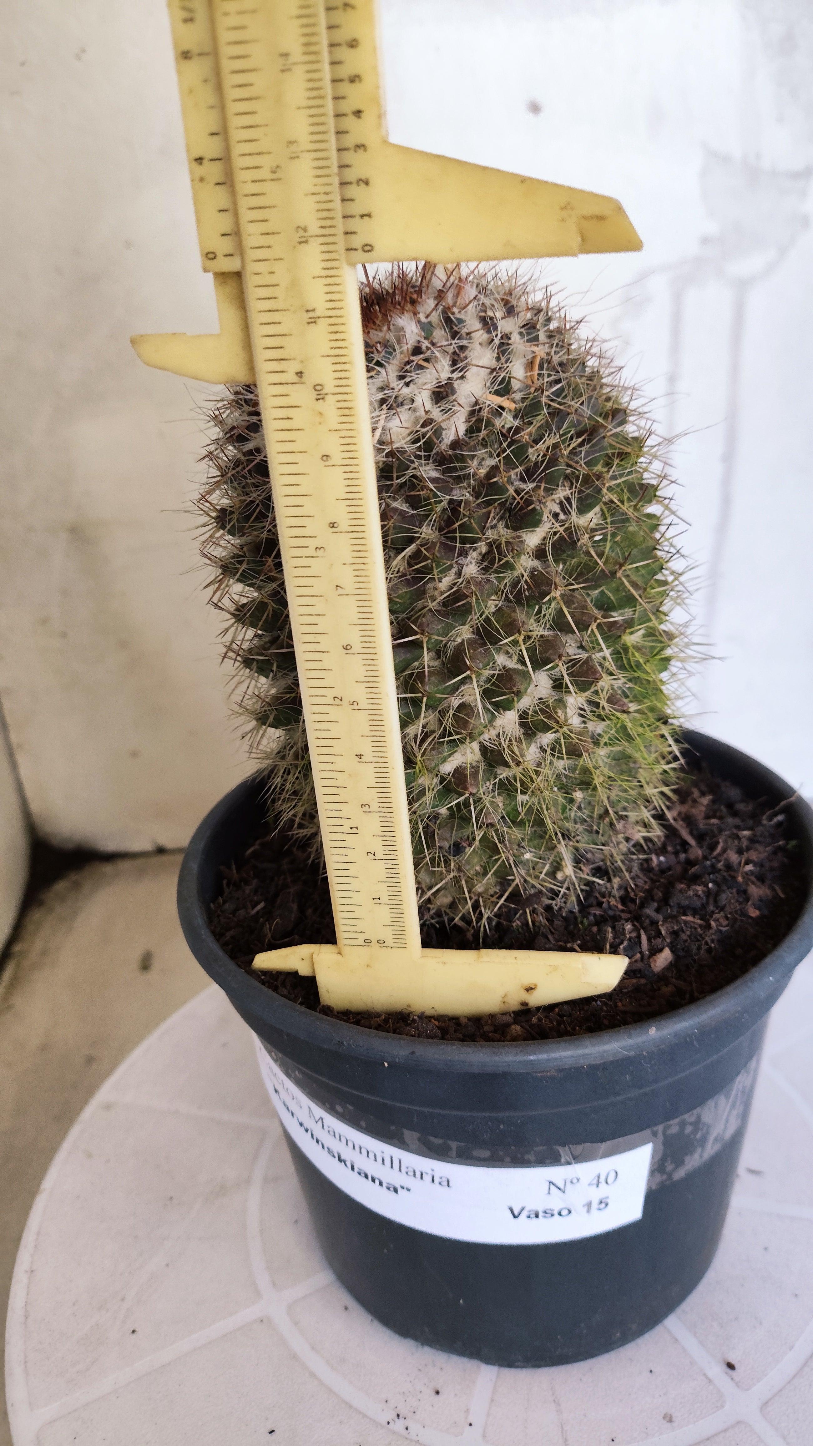 Matriz Cacto Mammillaria "Karwinskiana" Nº 40 - vaso 15