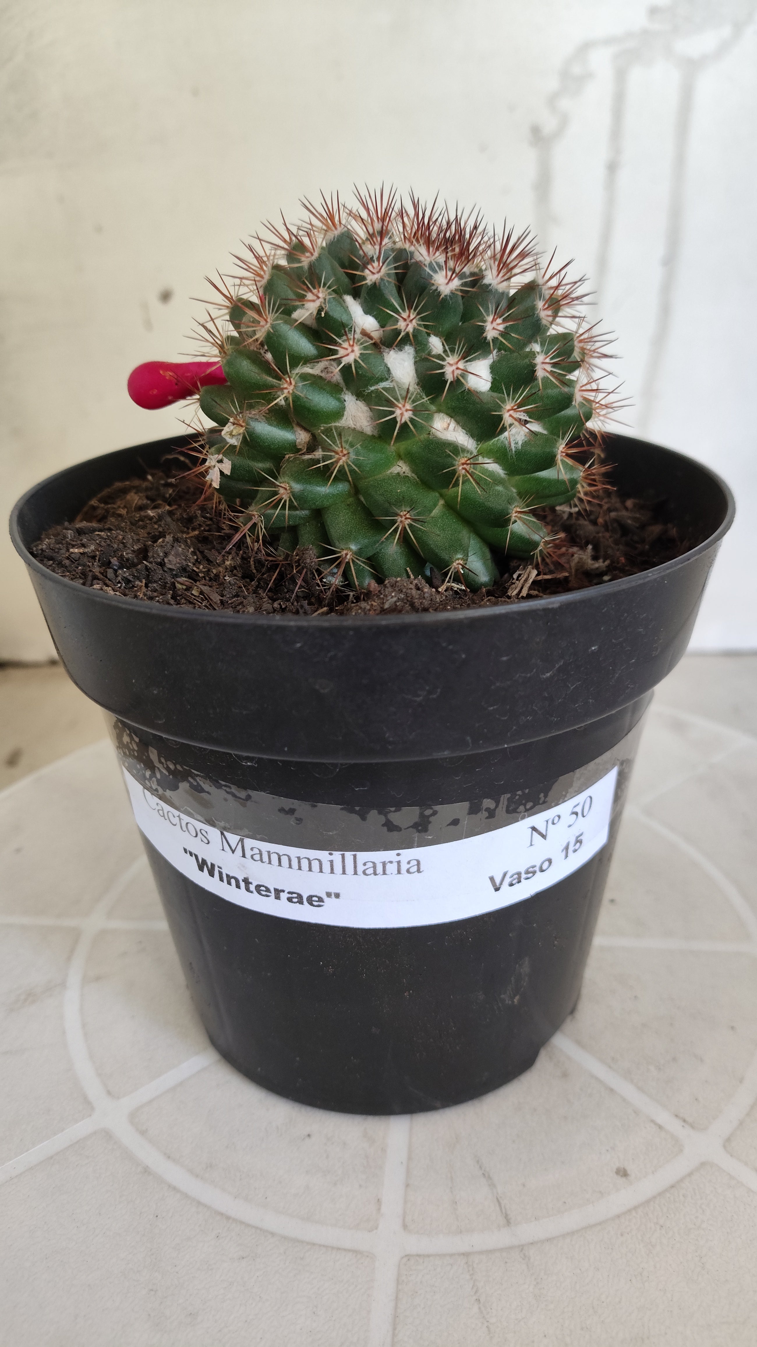 Matriz Cacto Mammillaria "Winterae" Nº 50 - vaso 15