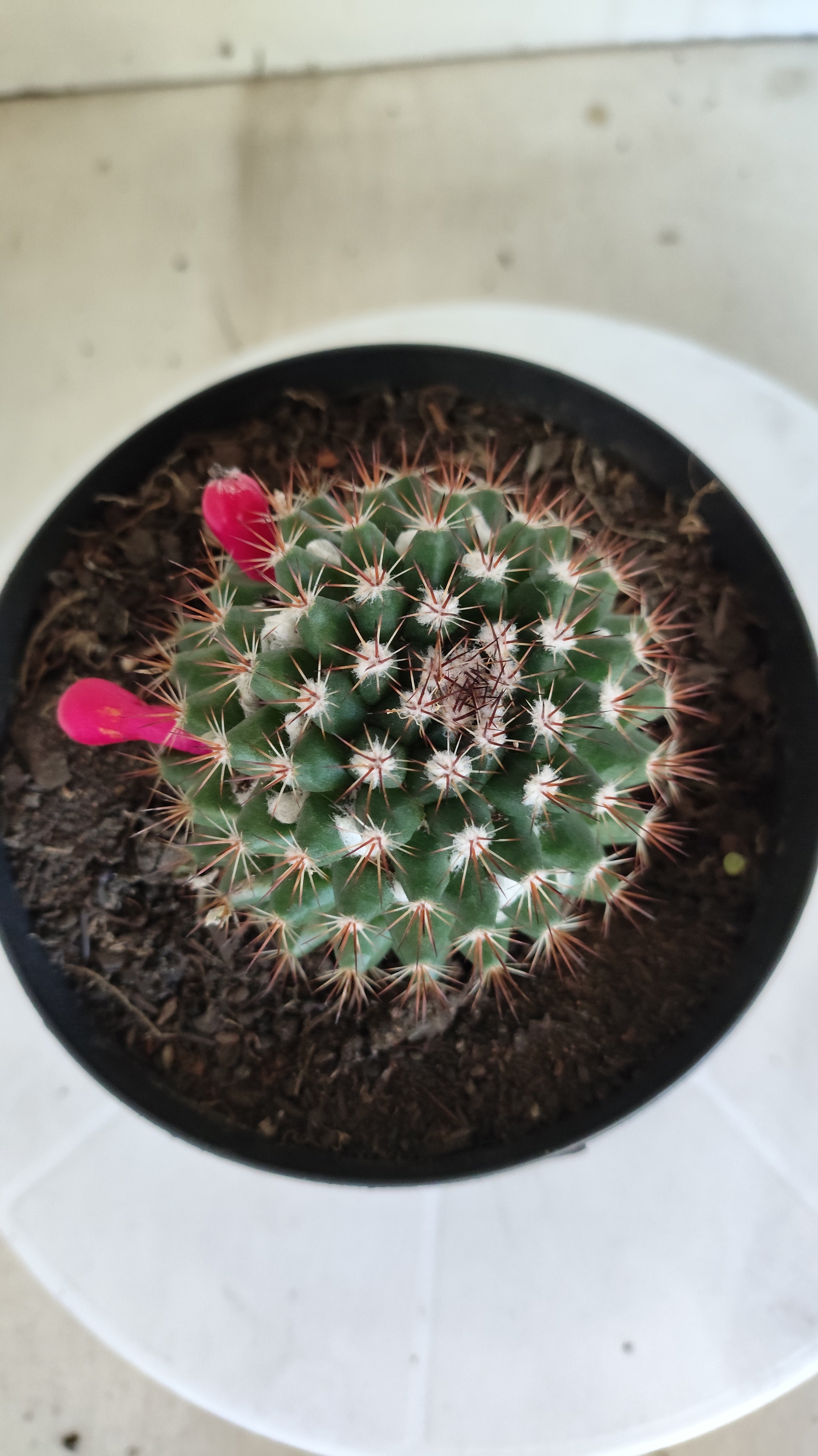 Matriz Cacto Mammillaria "Winterae" Nº 50 - vaso 15