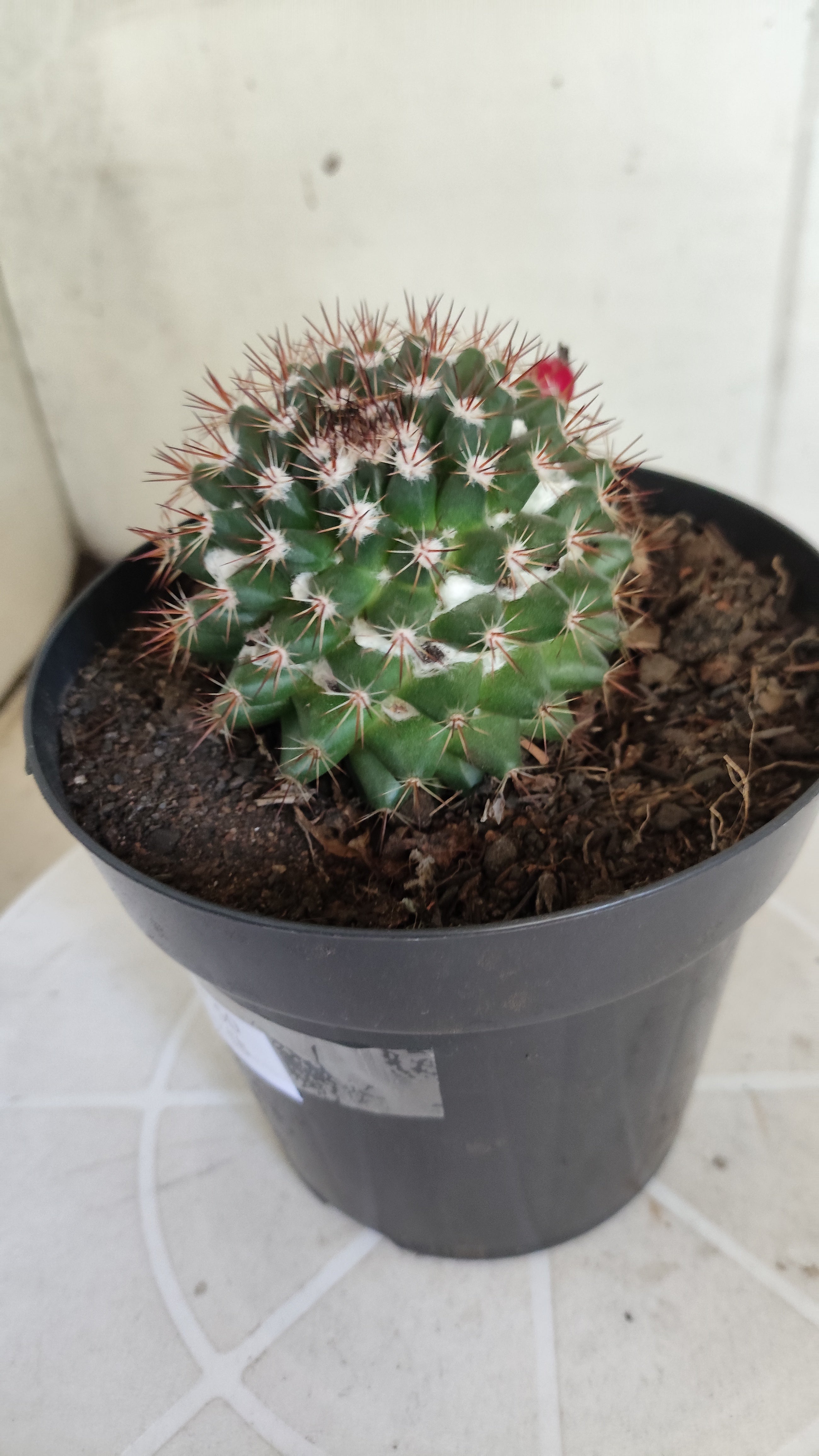 Matriz Cacto Mammillaria "Winterae" Nº 50 - vaso 15