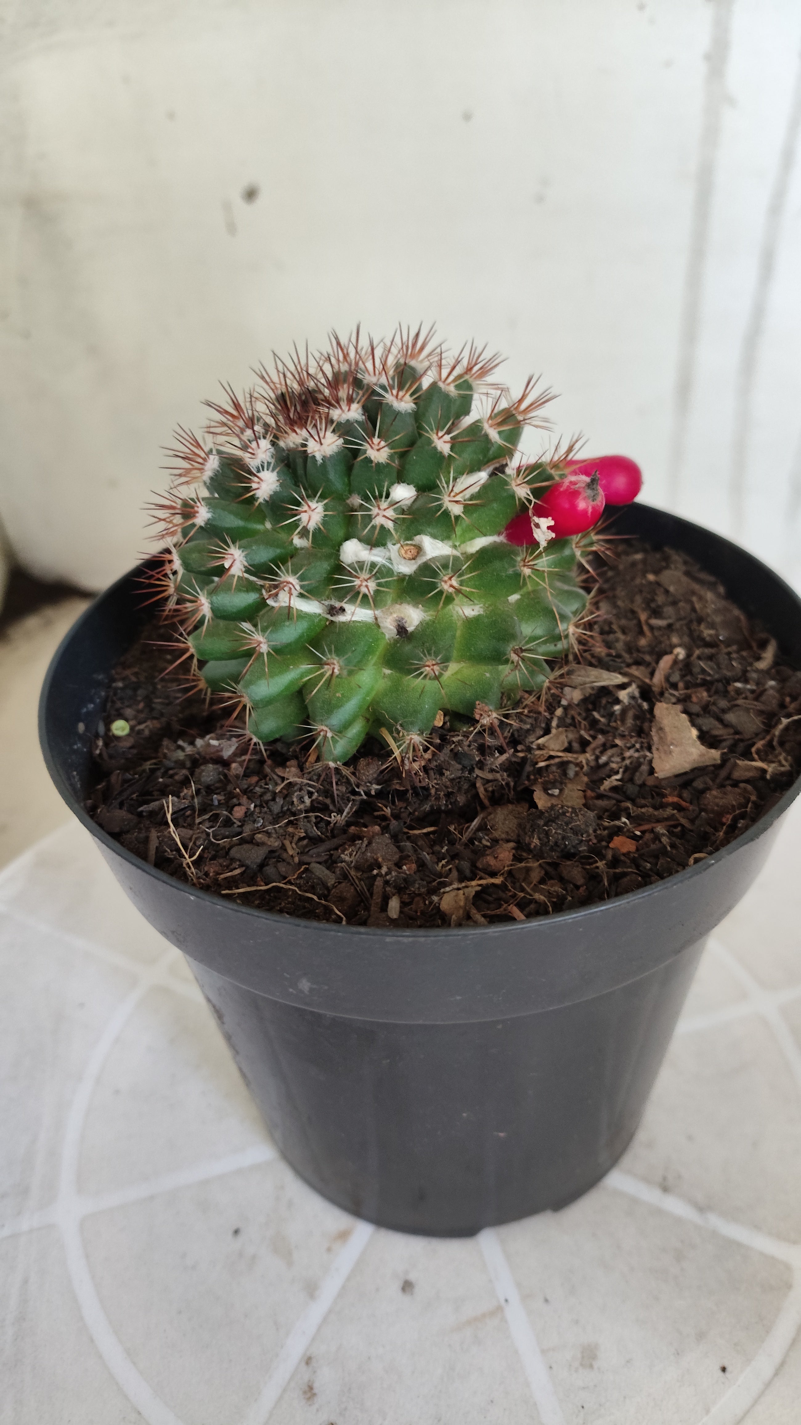 Matriz Cacto Mammillaria "Winterae" Nº 50 - vaso 15