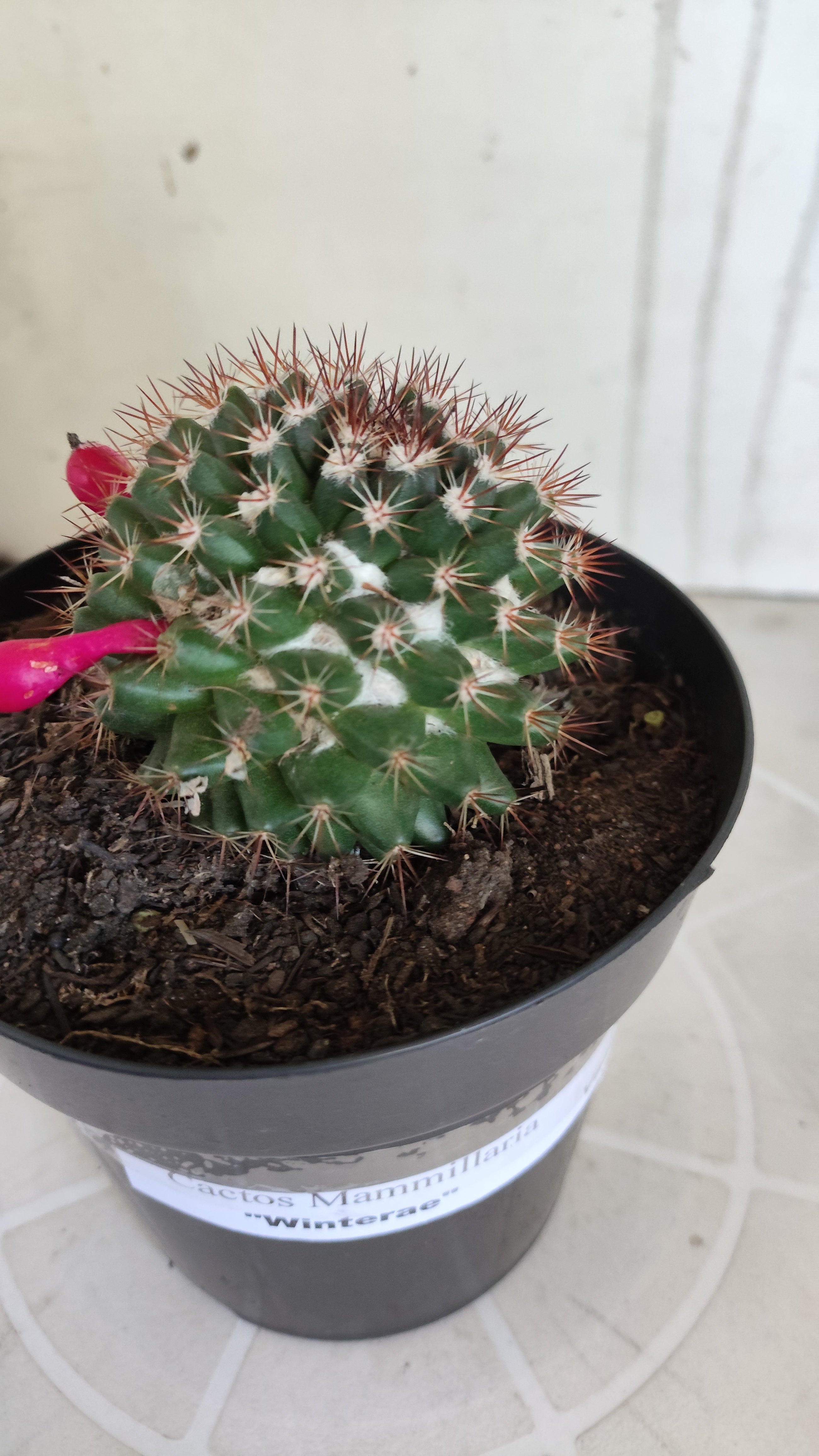 Matriz Cacto Mammillaria "Winterae" Nº 50 - vaso 15