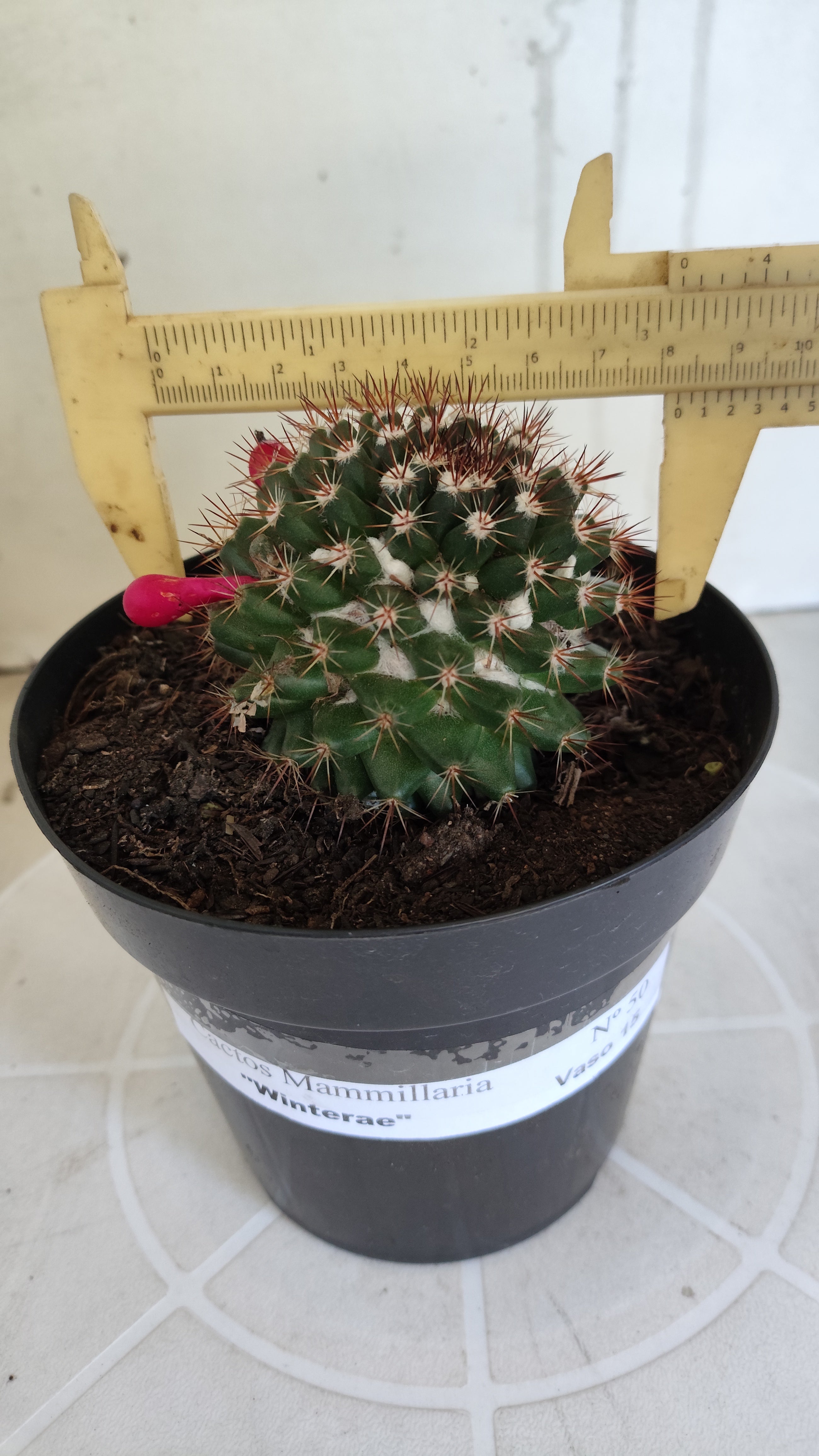 Matriz Cacto Mammillaria "Winterae" Nº 50 - vaso 15