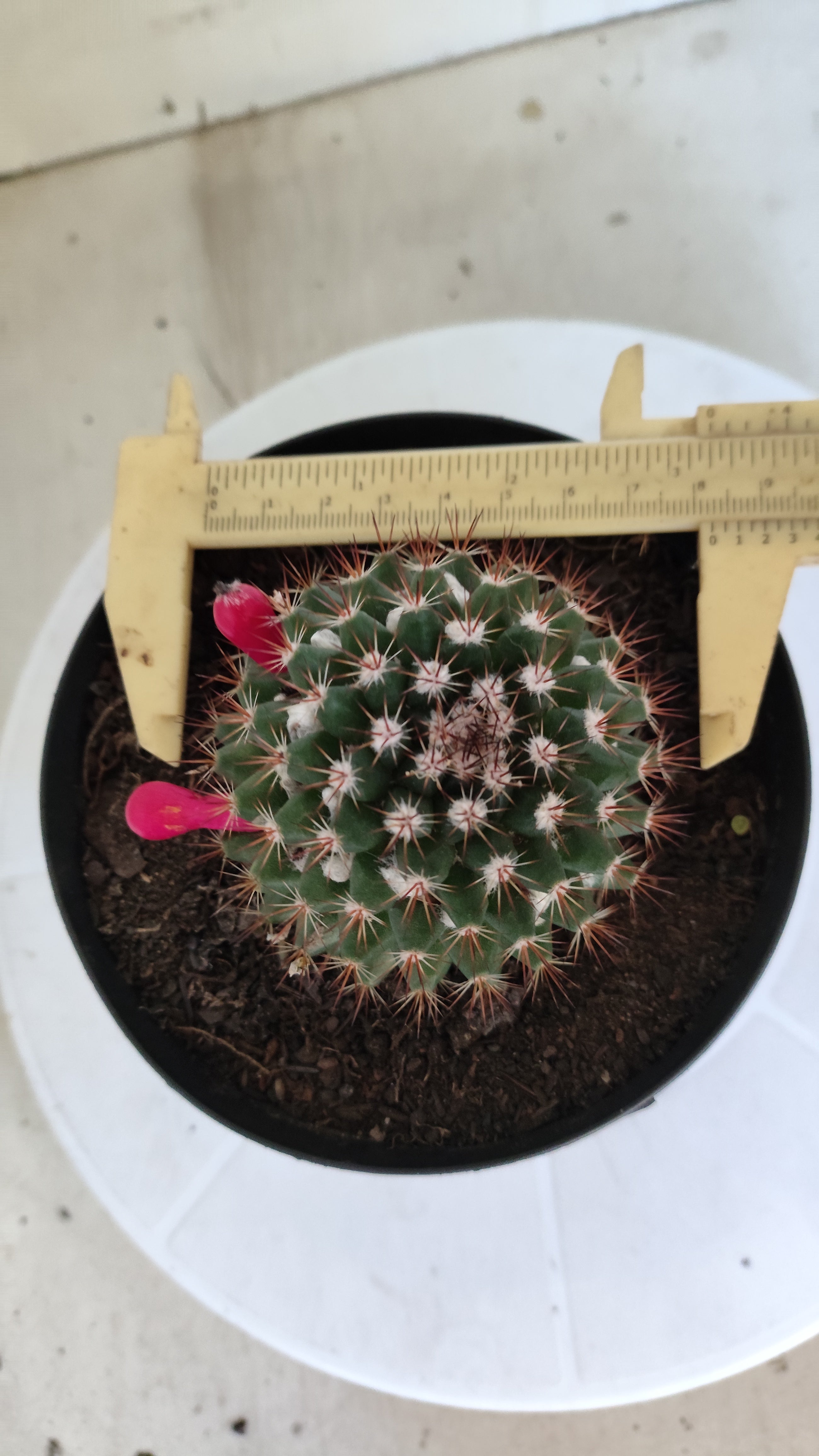 Matriz Cacto Mammillaria "Winterae" Nº 50 - vaso 15
