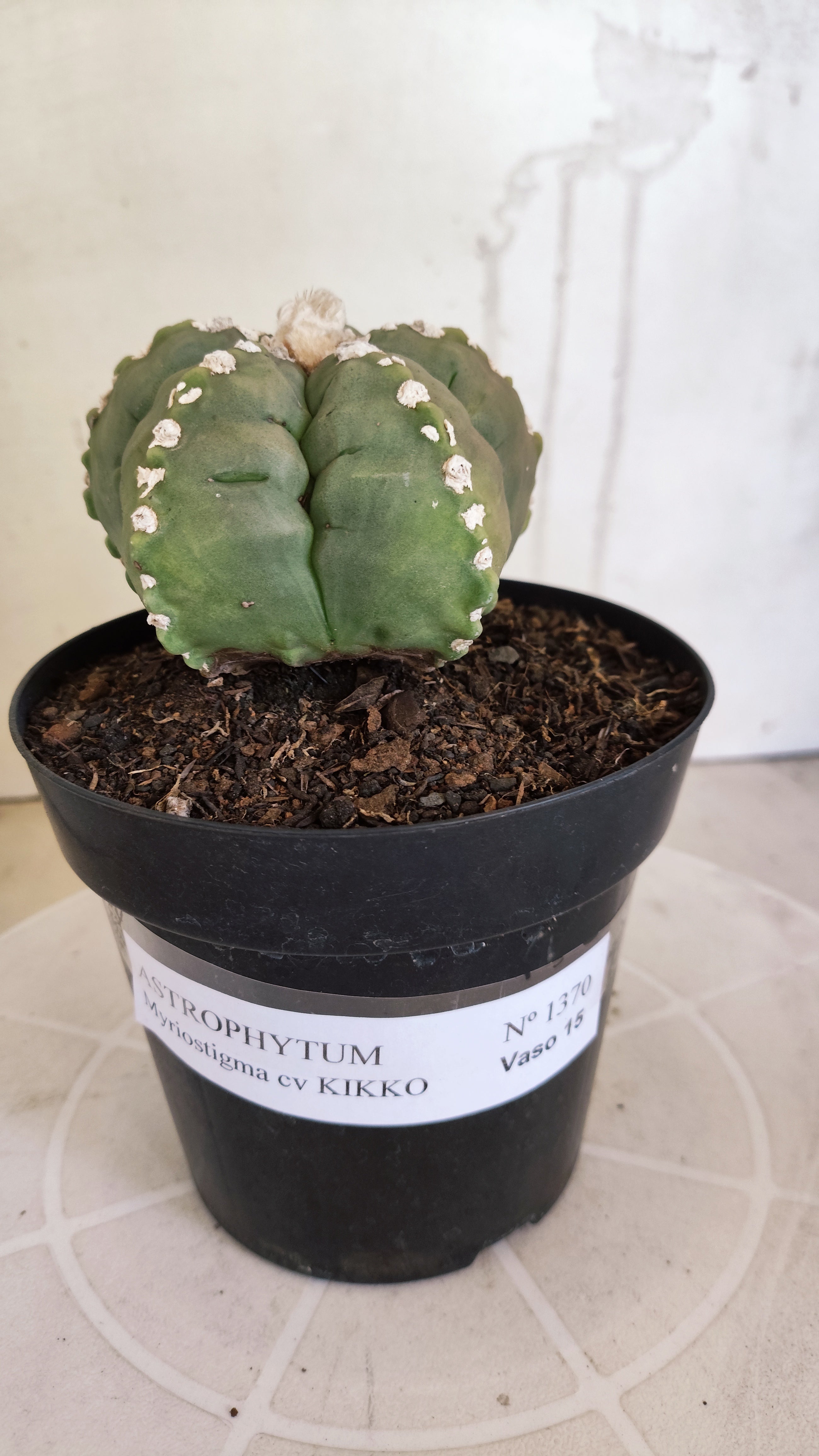MATRIZ ASTROPHYTUM cv KIKKO   Nº 1070 – vaso 15