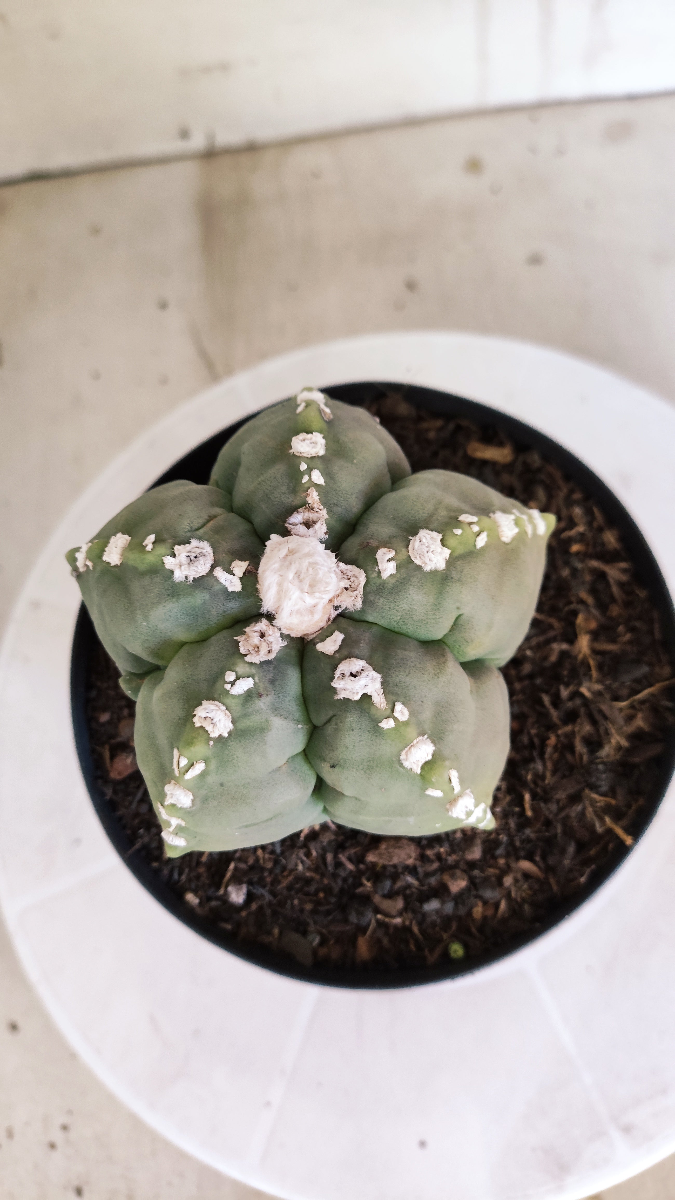 MATRIZ ASTROPHYTUM cv KIKKO   Nº 1070 – vaso 15