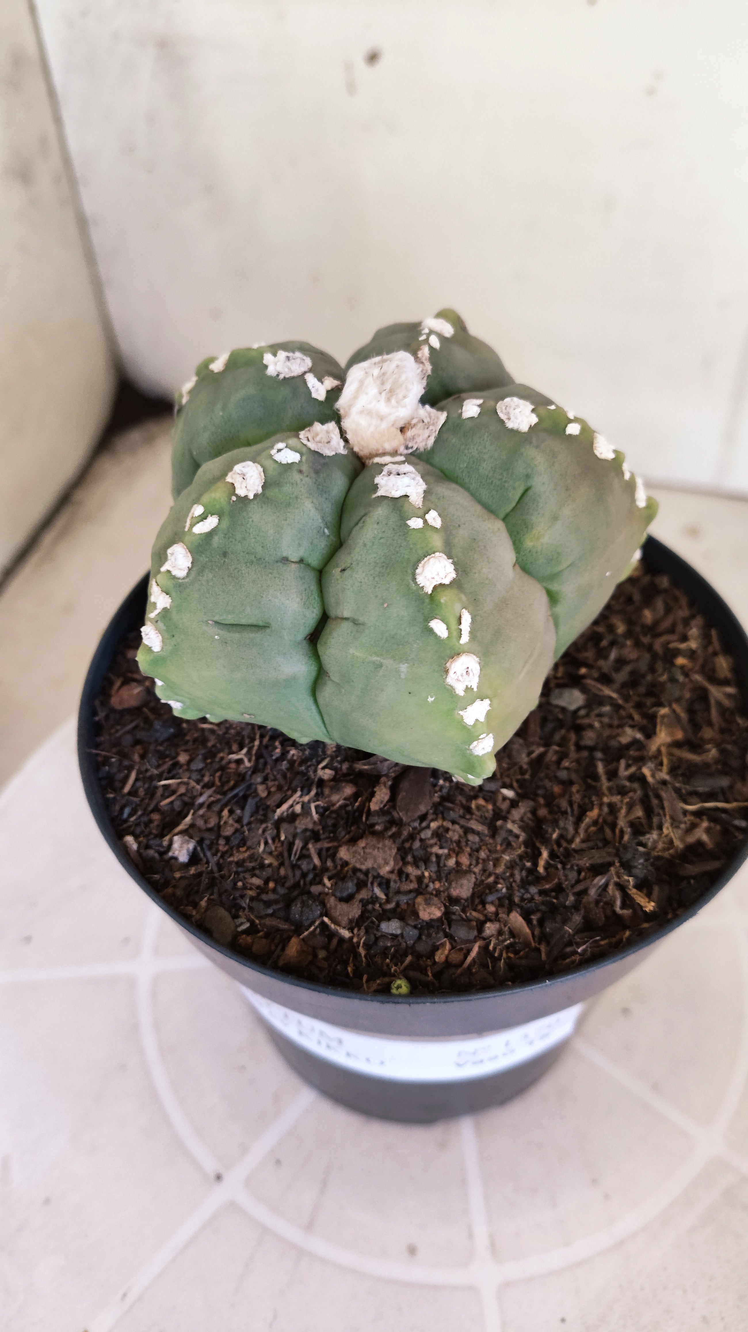 MATRIZ ASTROPHYTUM cv KIKKO   Nº 1070 – vaso 15