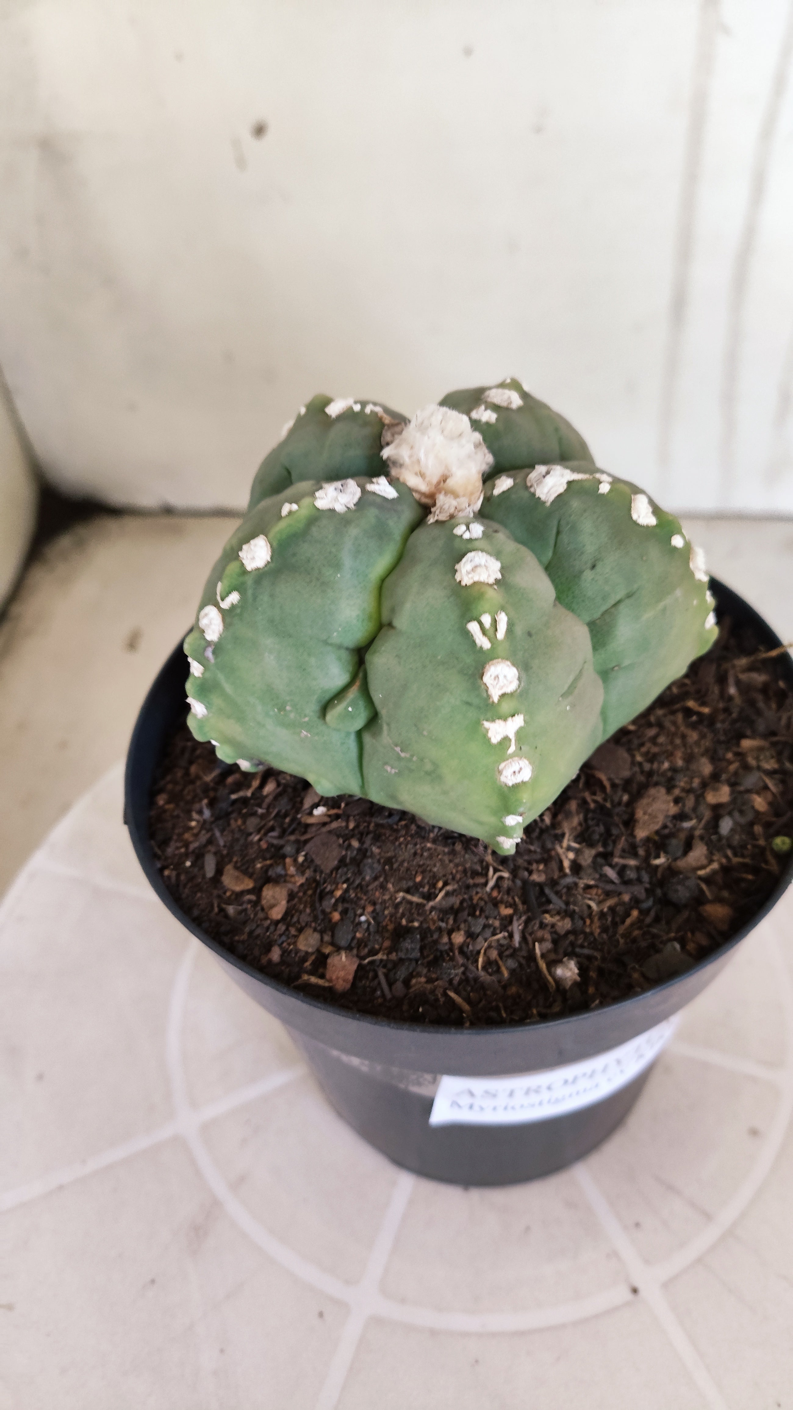 MATRIZ ASTROPHYTUM cv KIKKO   Nº 1070 – vaso 15
