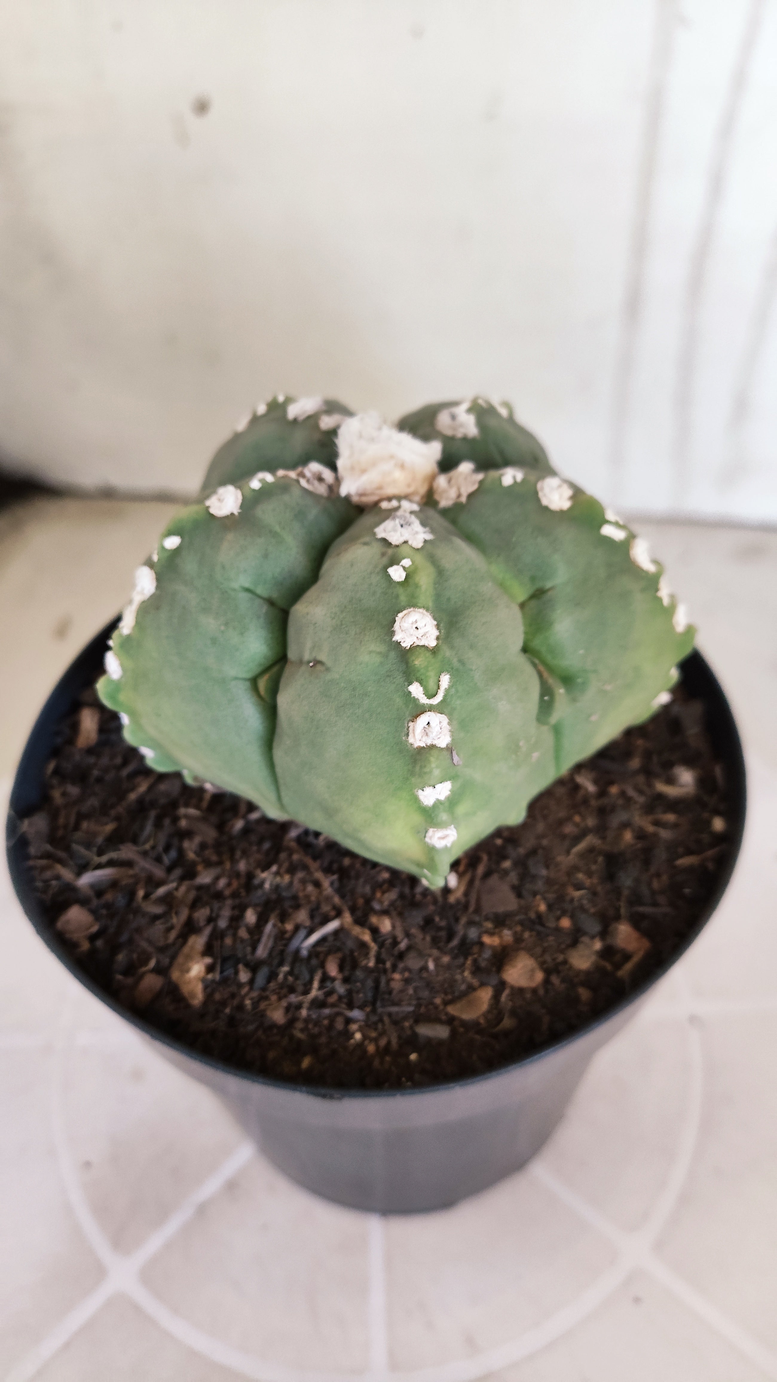 MATRIZ ASTROPHYTUM cv KIKKO   Nº 1070 – vaso 15