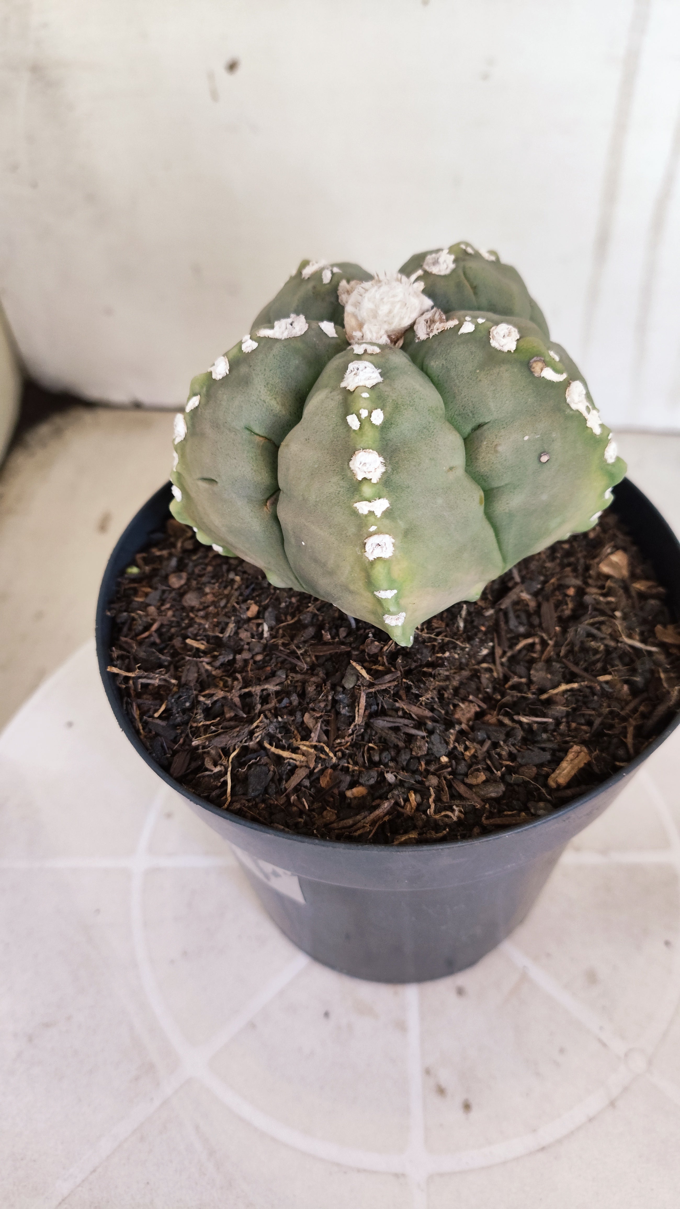 MATRIZ ASTROPHYTUM cv KIKKO   Nº 1070 – vaso 15