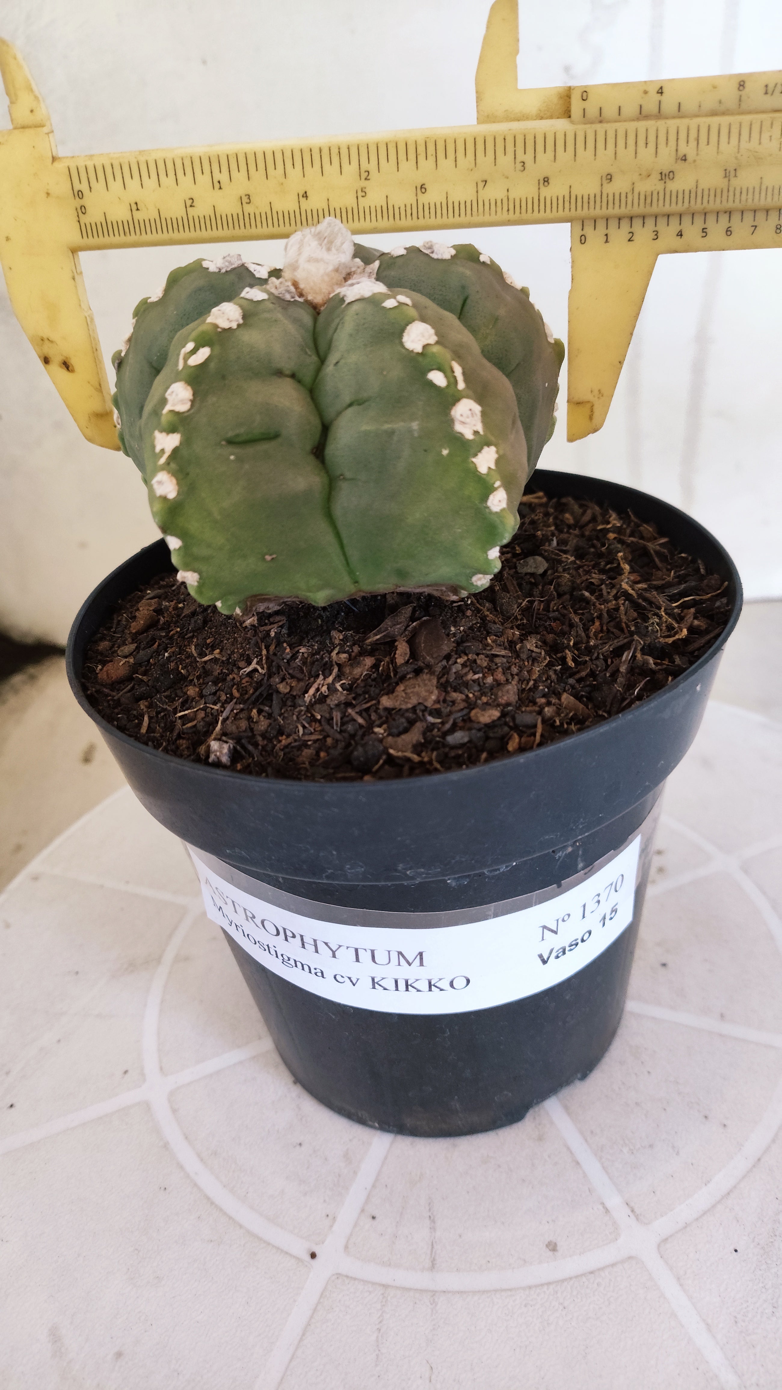 MATRIZ ASTROPHYTUM cv KIKKO   Nº 1070 – vaso 15