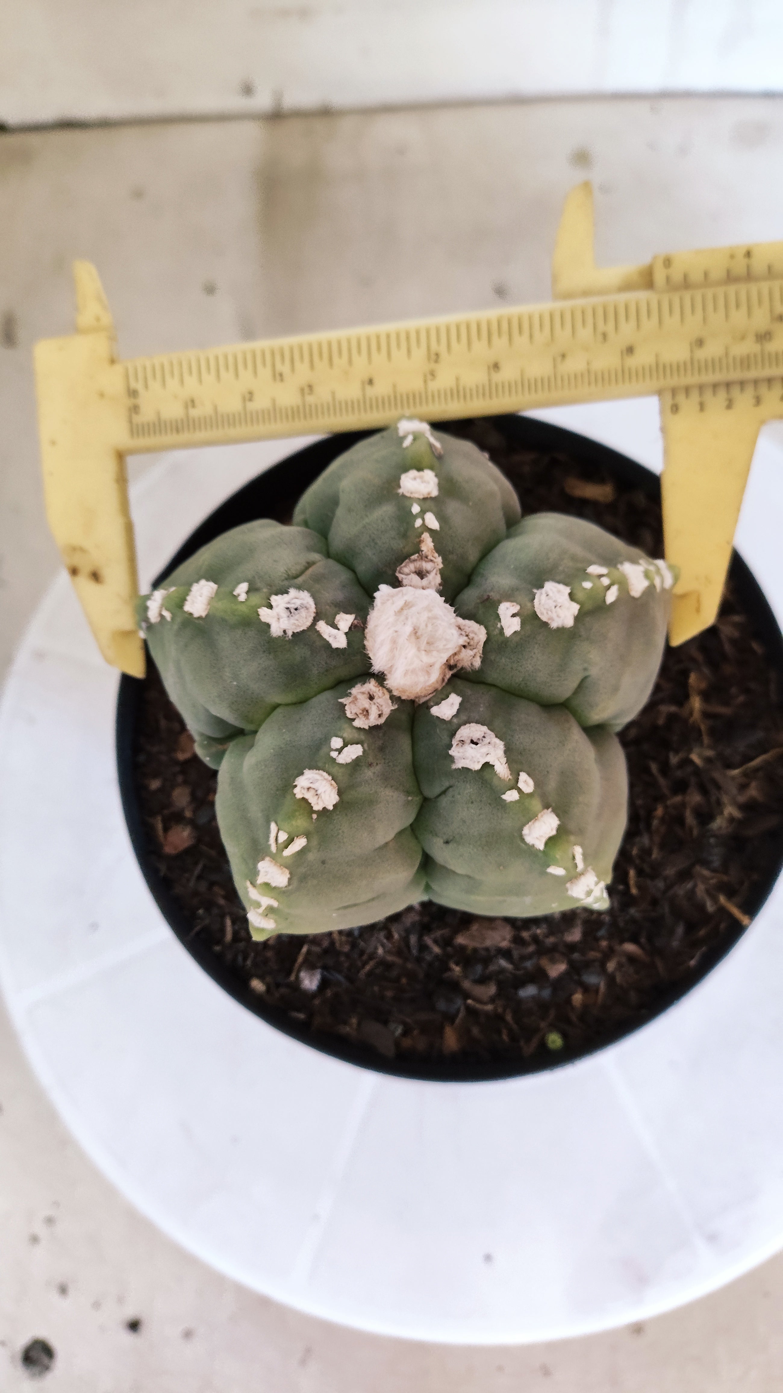 MATRIZ ASTROPHYTUM cv KIKKO   Nº 1070 – vaso 15