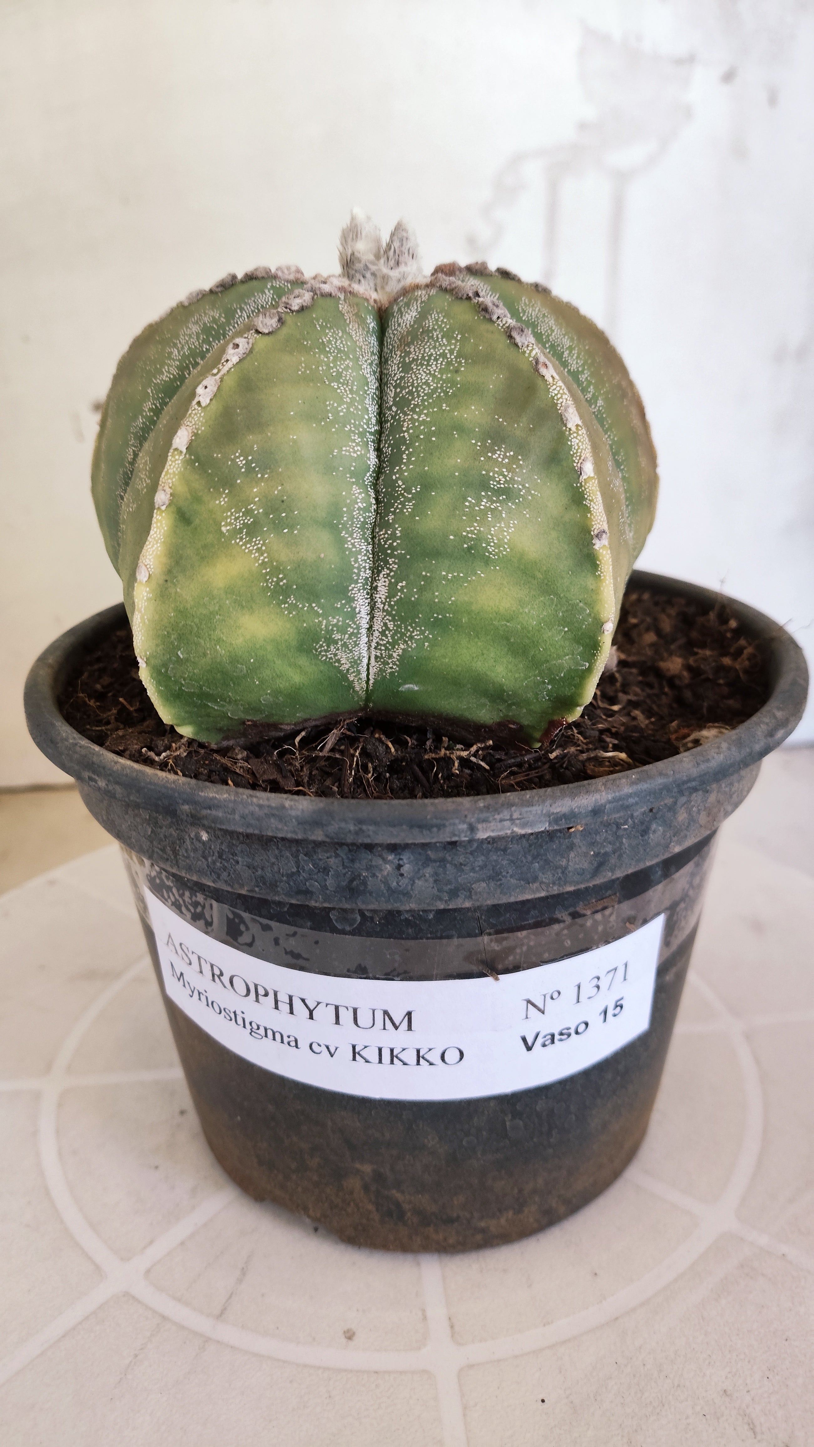 MATRIZ ASTROPHYTUM cv KIKKO   Nº 1071 – vaso 15