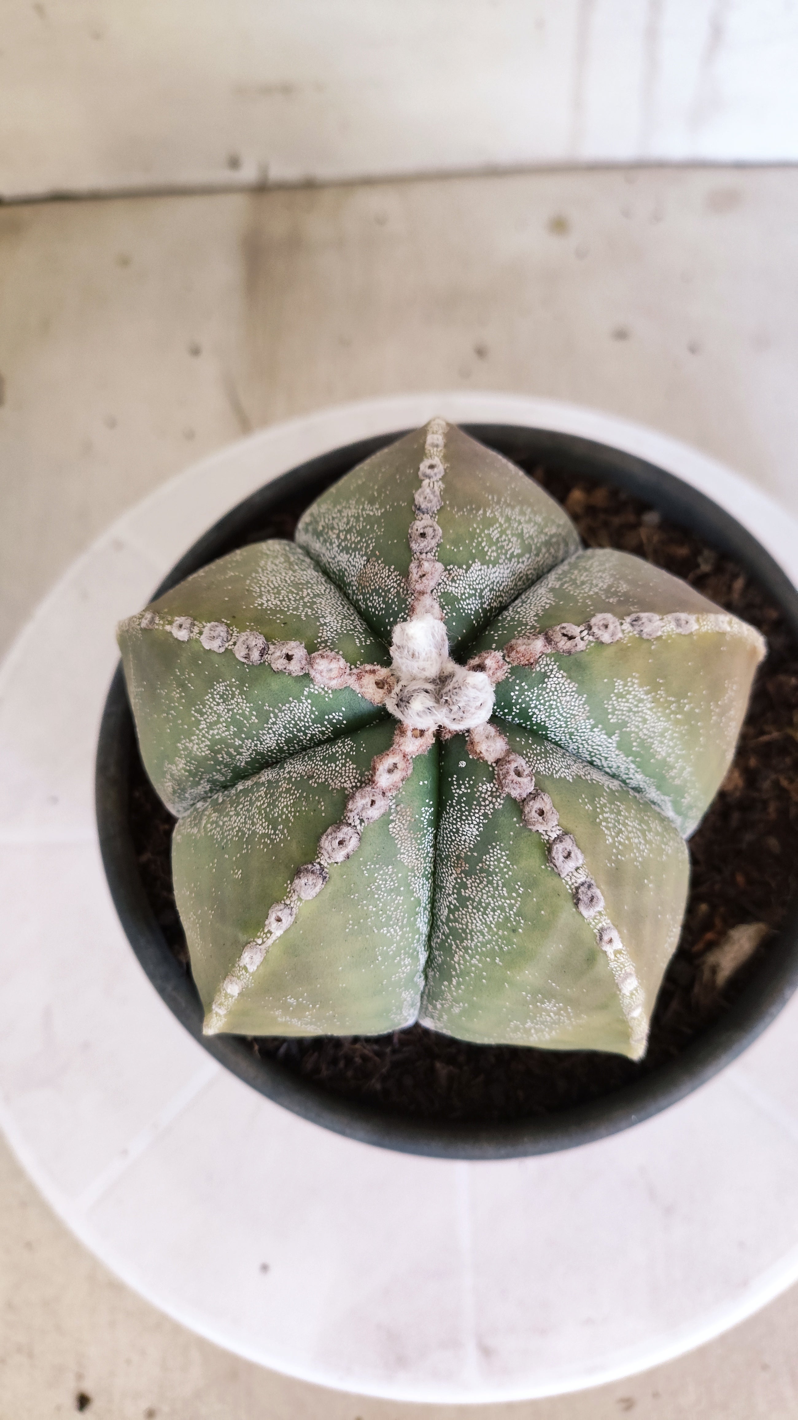 MATRIZ ASTROPHYTUM cv KIKKO   Nº 1071 – vaso 15
