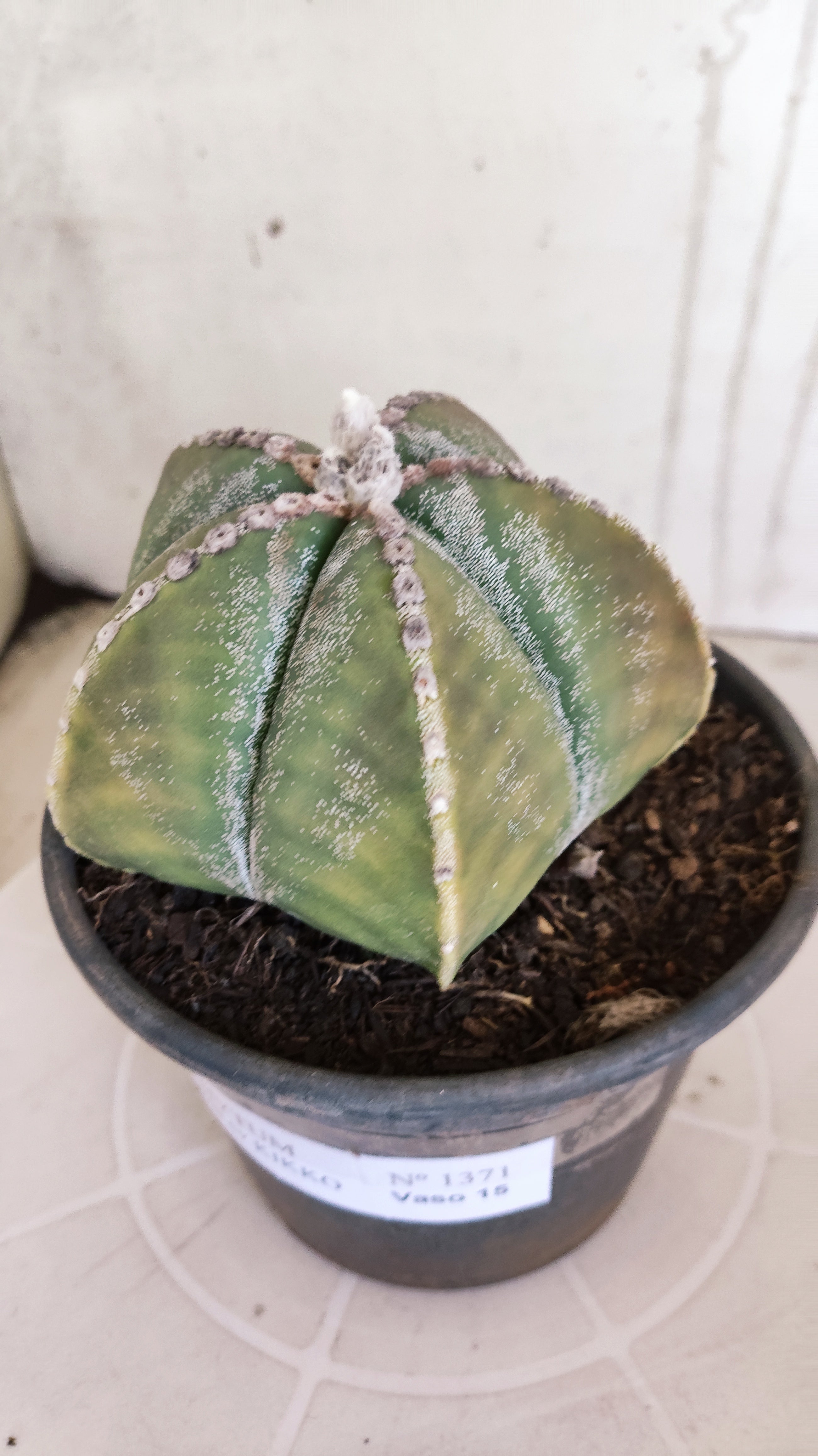 MATRIZ ASTROPHYTUM cv KIKKO   Nº 1071 – vaso 15