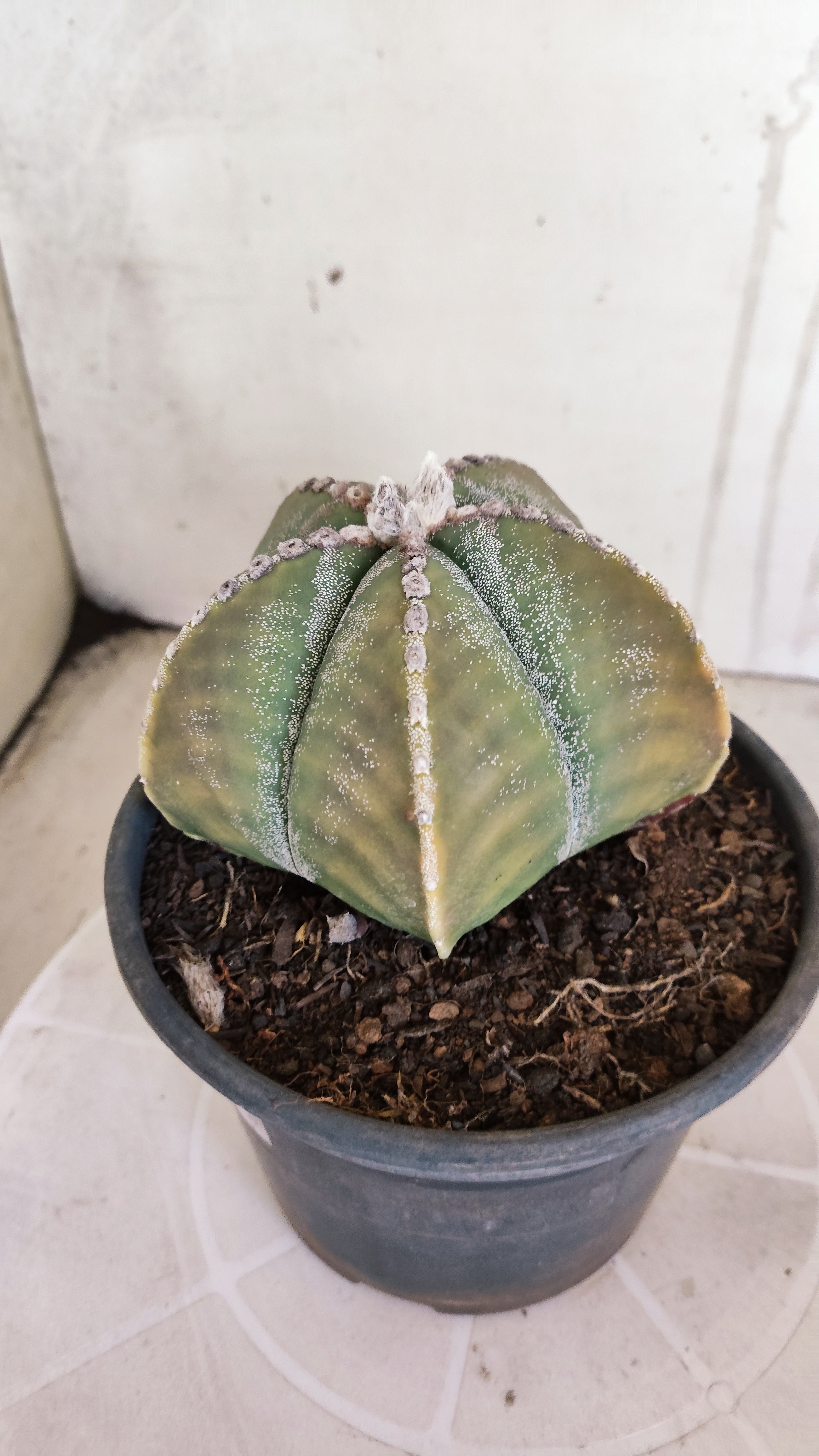 MATRIZ ASTROPHYTUM cv KIKKO   Nº 1071 – vaso 15