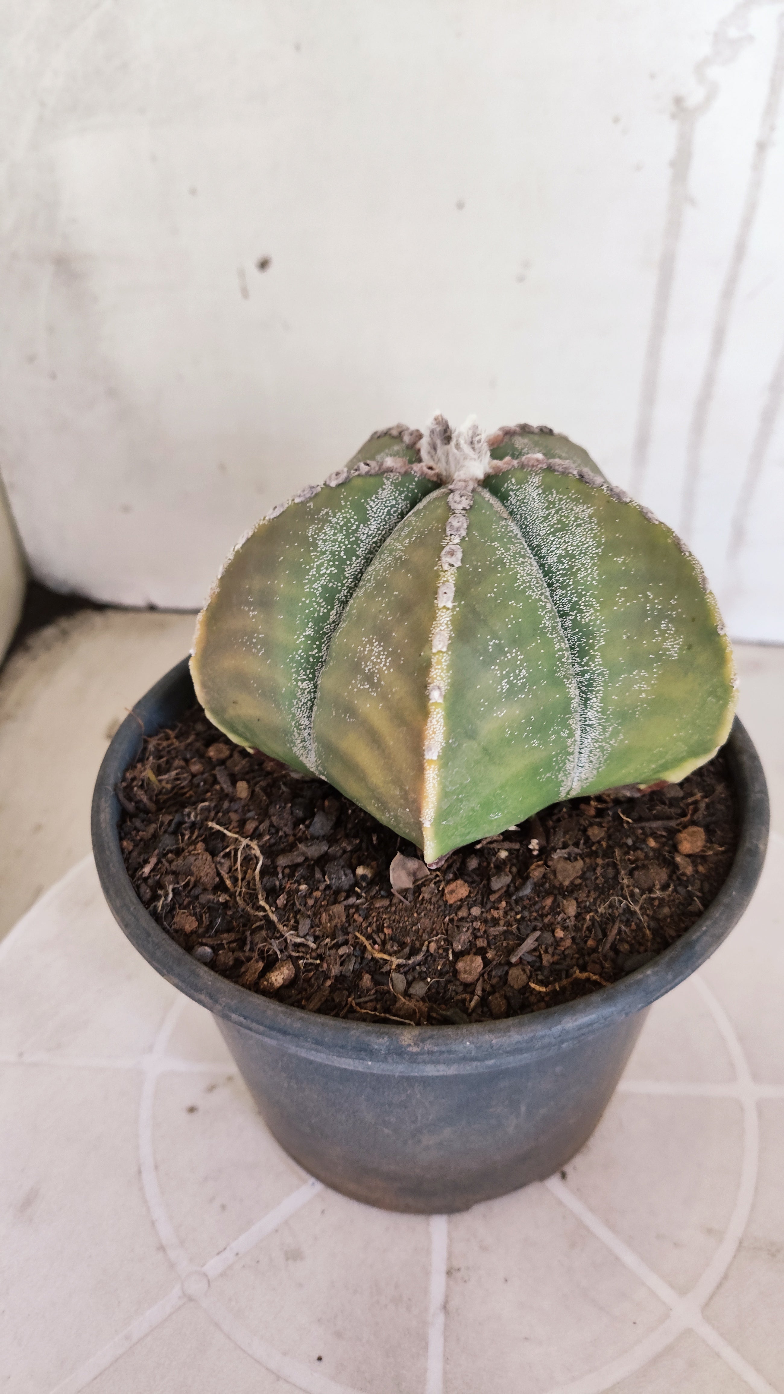 MATRIZ ASTROPHYTUM cv KIKKO   Nº 1071 – vaso 15