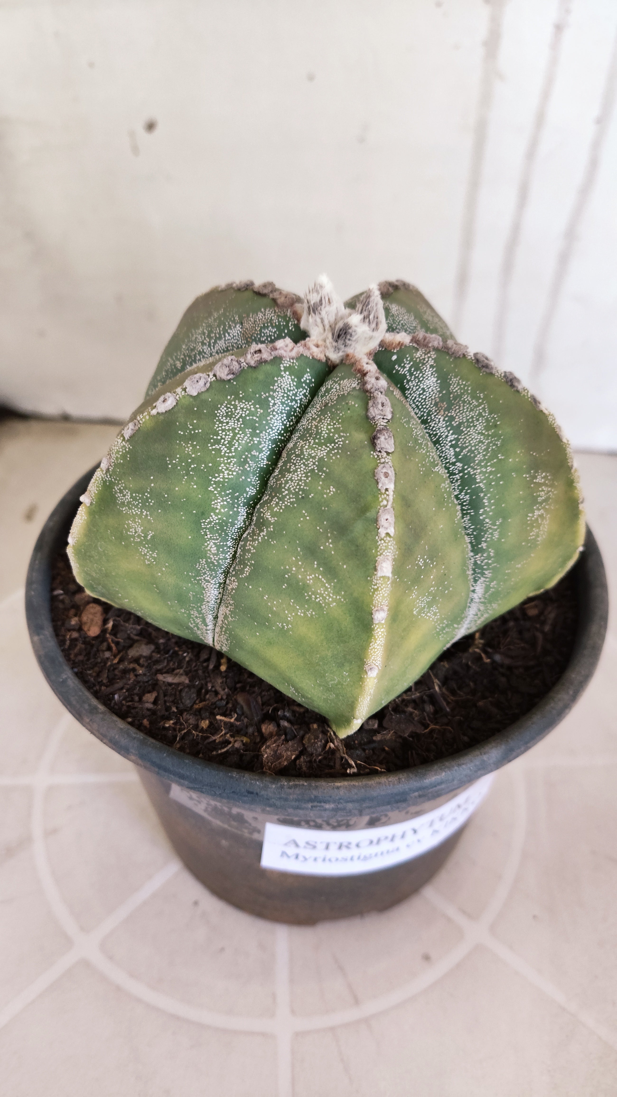 MATRIZ ASTROPHYTUM cv KIKKO   Nº 1071 – vaso 15