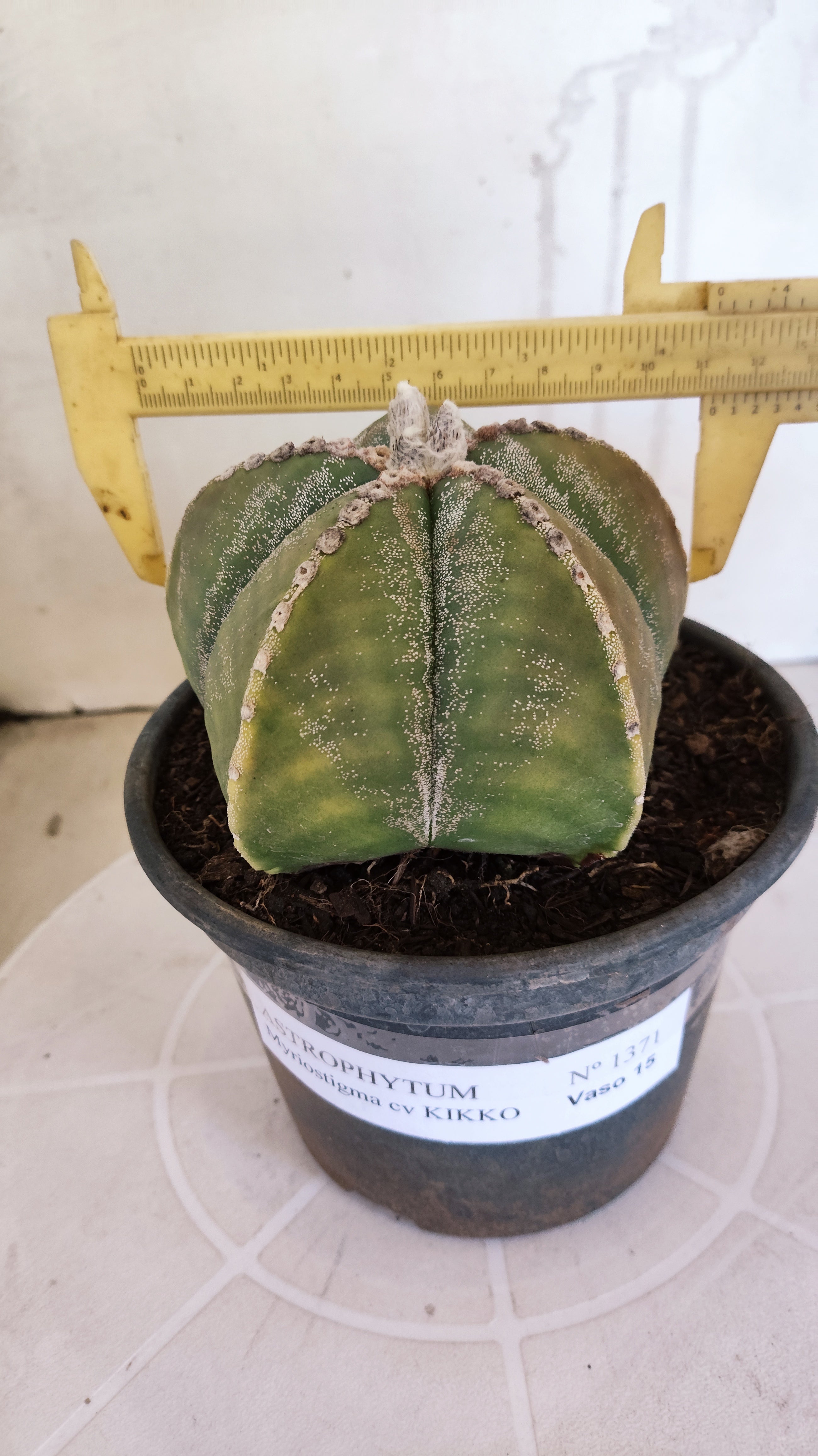MATRIZ ASTROPHYTUM cv KIKKO   Nº 1071 – vaso 15