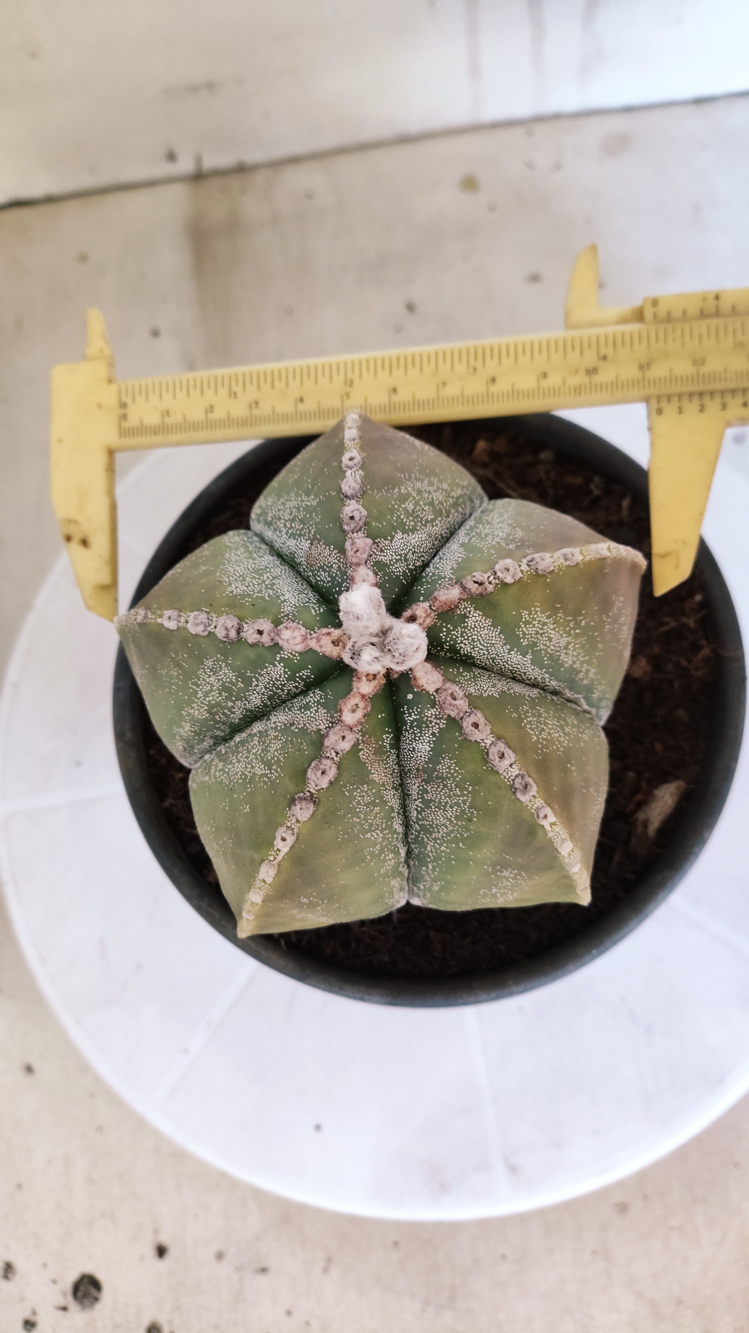 MATRIZ ASTROPHYTUM cv KIKKO   Nº 1071 – vaso 15