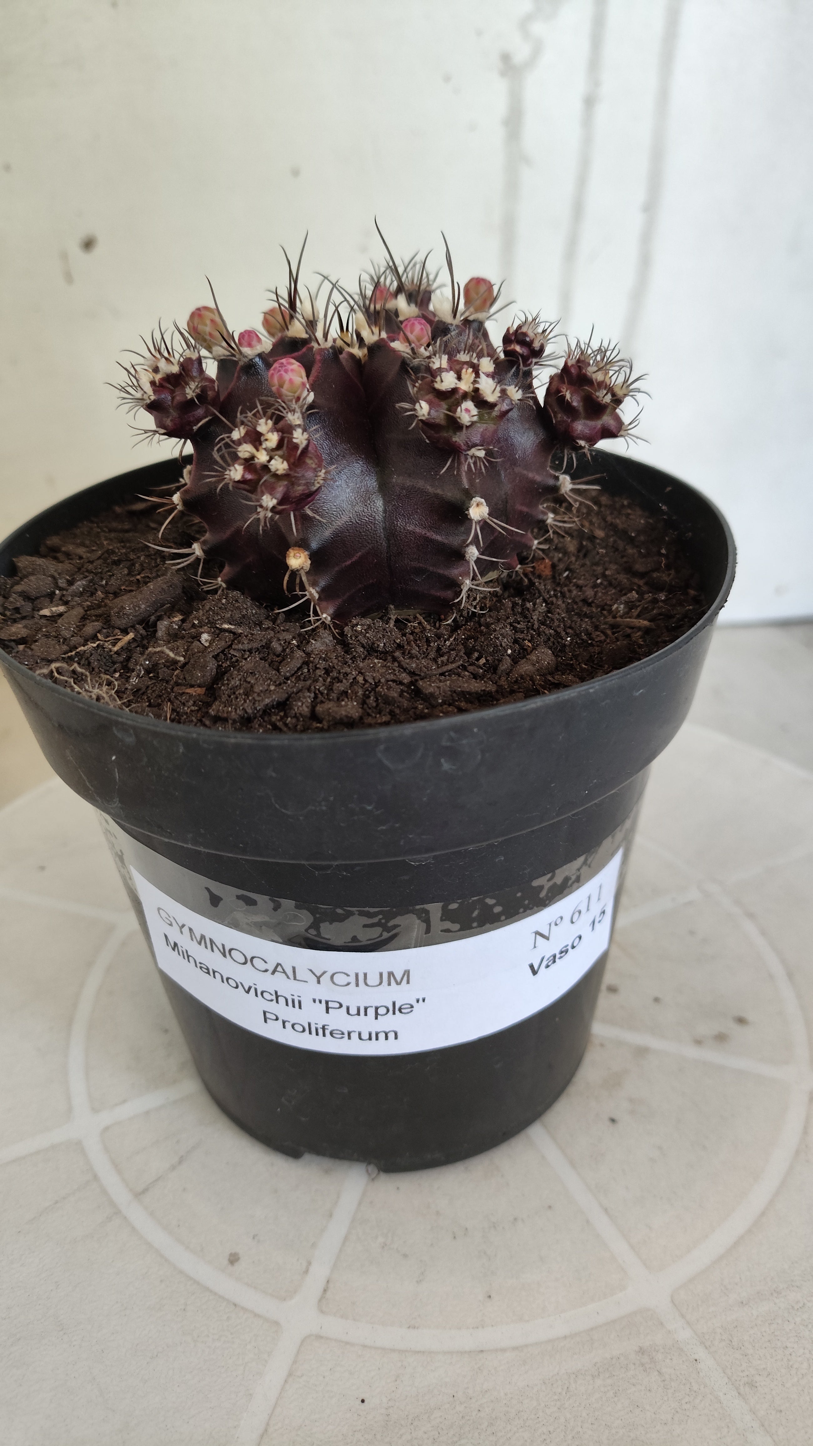 Gymnocalycium Mihanovichii “Purple Proliferum” Nº 611  – vaso 15
