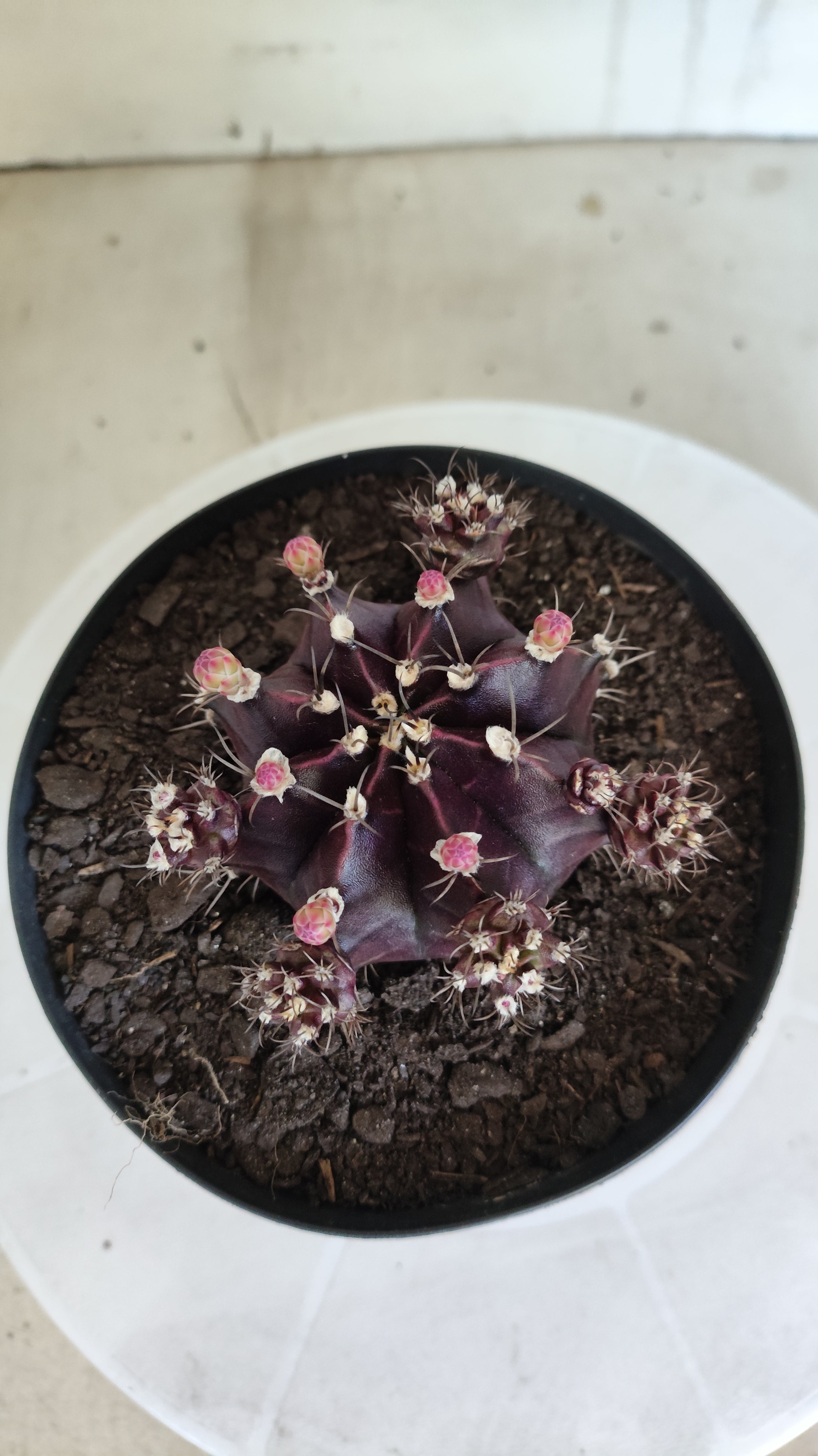 Gymnocalycium Mihanovichii “Purple Proliferum” Nº 611  – vaso 15
