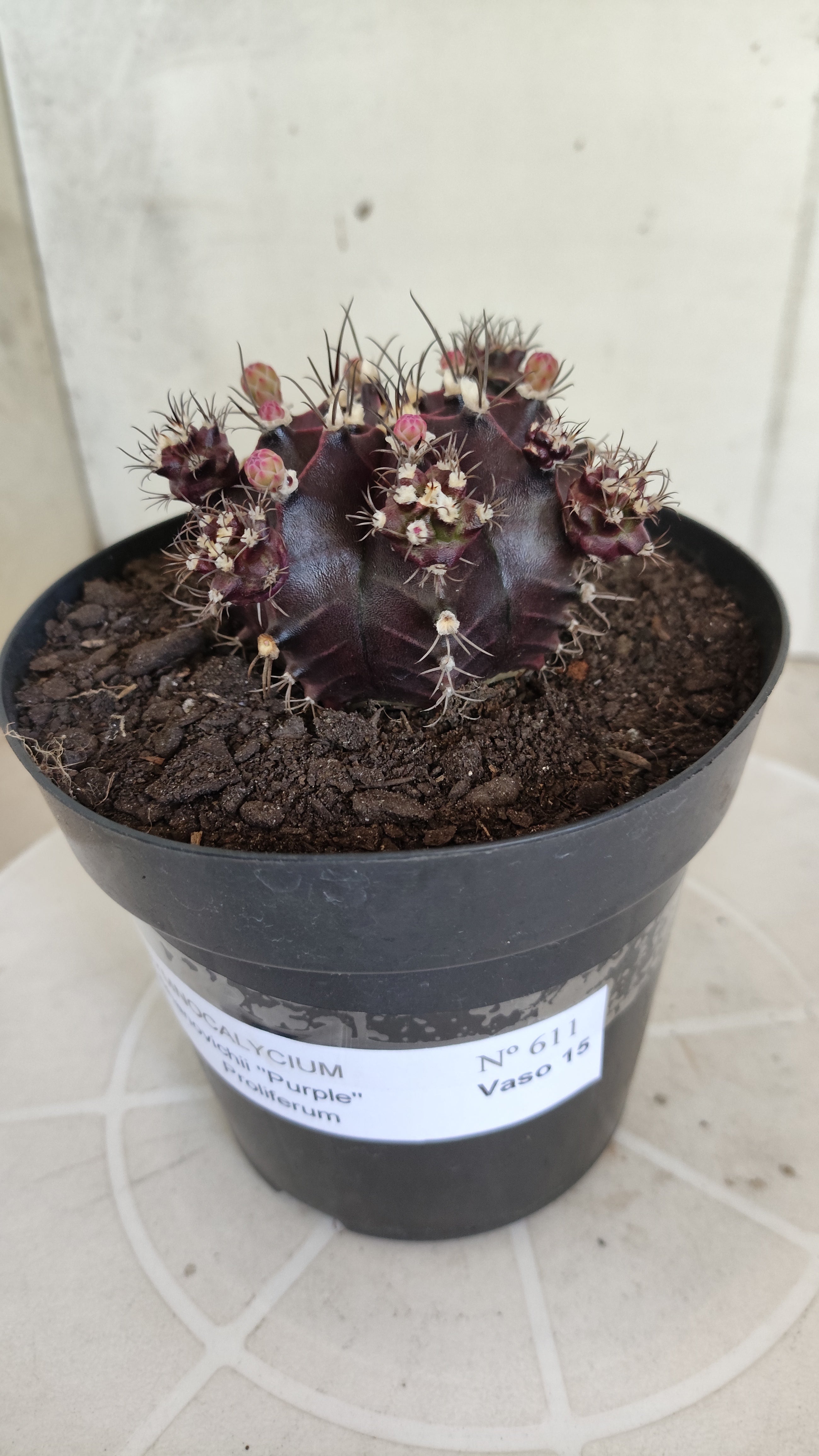 Gymnocalycium Mihanovichii “Purple Proliferum” Nº 611  – vaso 15