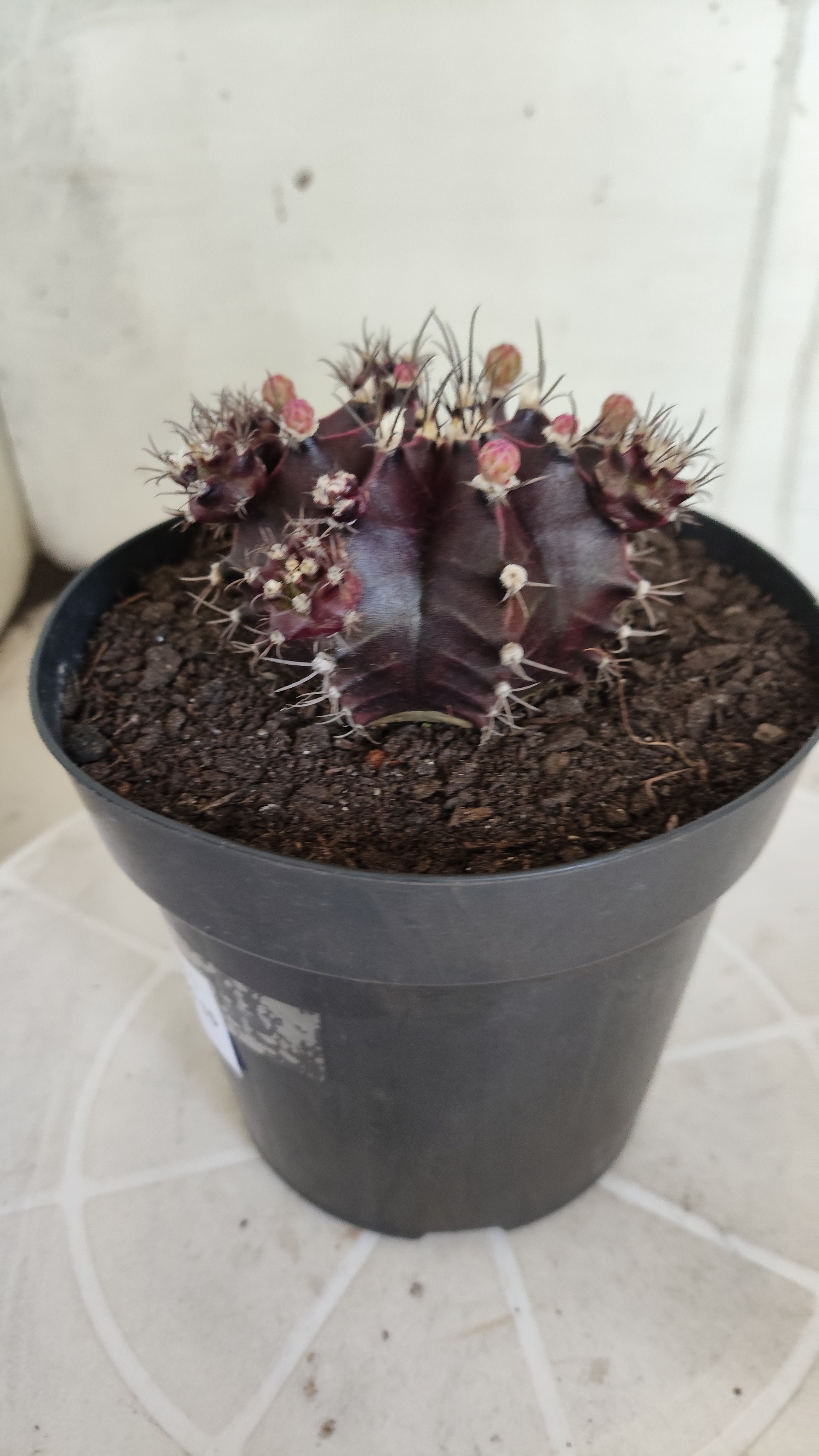 Gymnocalycium Mihanovichii “Purple Proliferum” Nº 611  – vaso 15