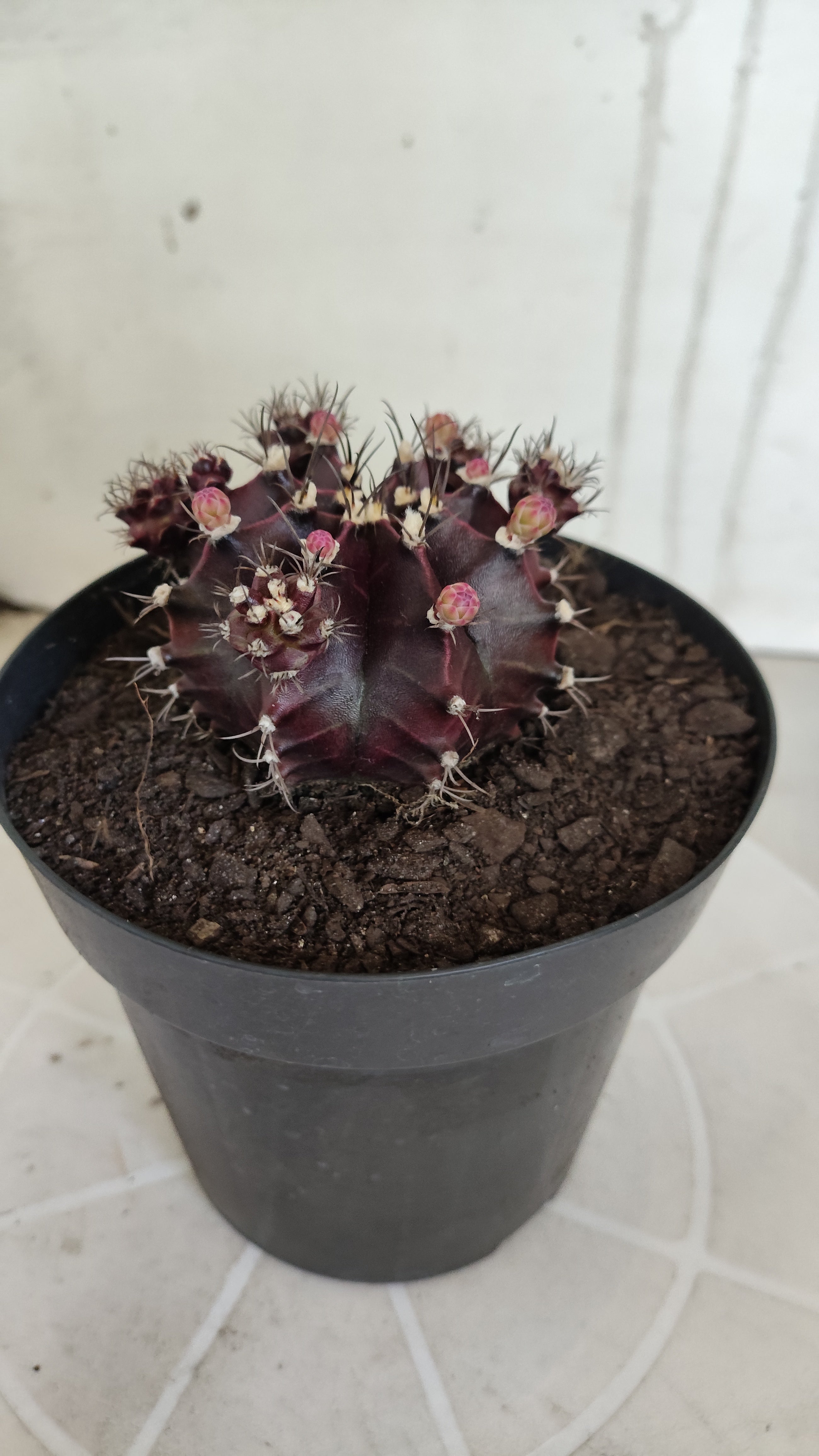 Gymnocalycium Mihanovichii “Purple Proliferum” Nº 611  – vaso 15