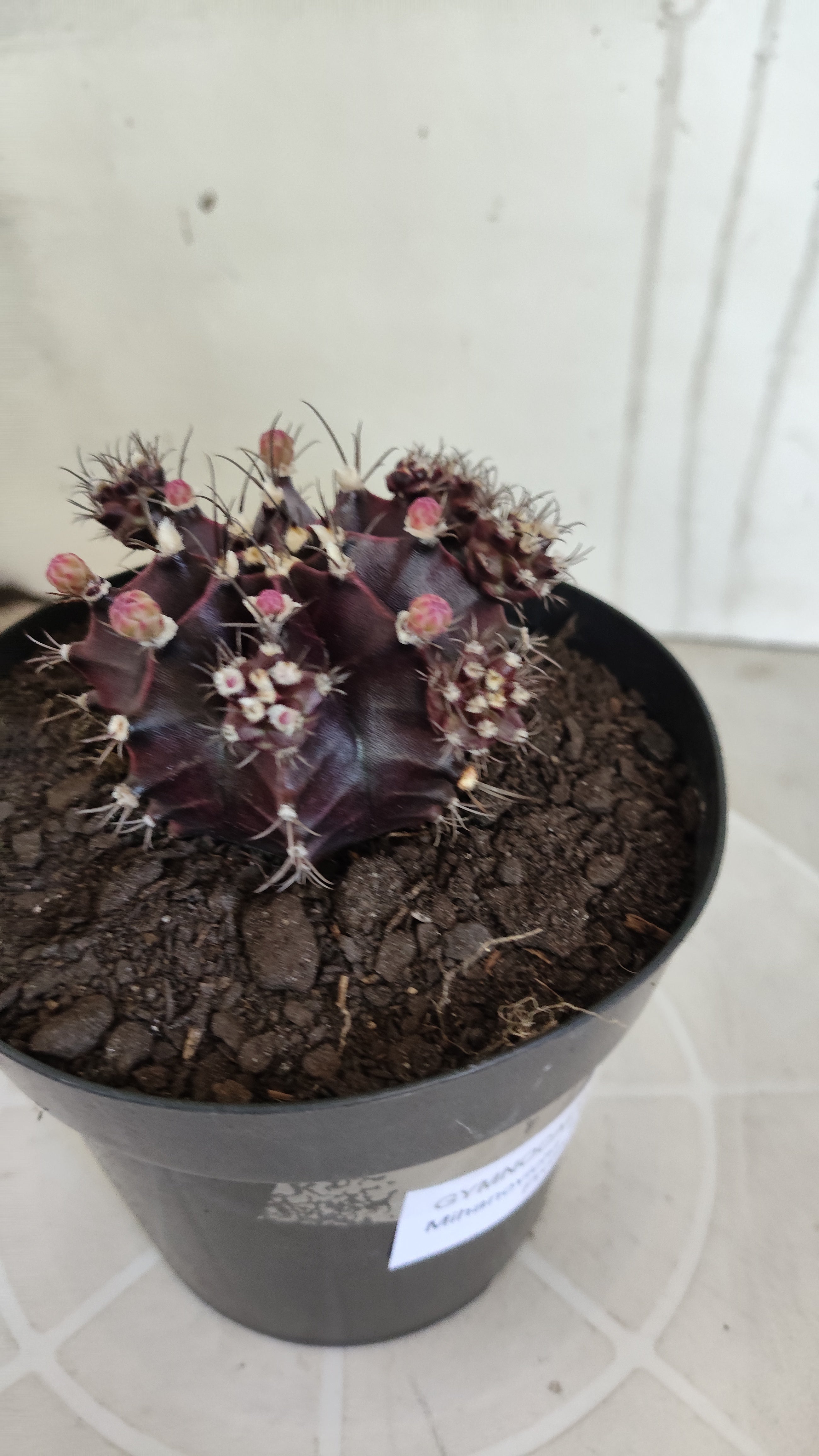 Gymnocalycium Mihanovichii “Purple Proliferum” Nº 611  – vaso 15
