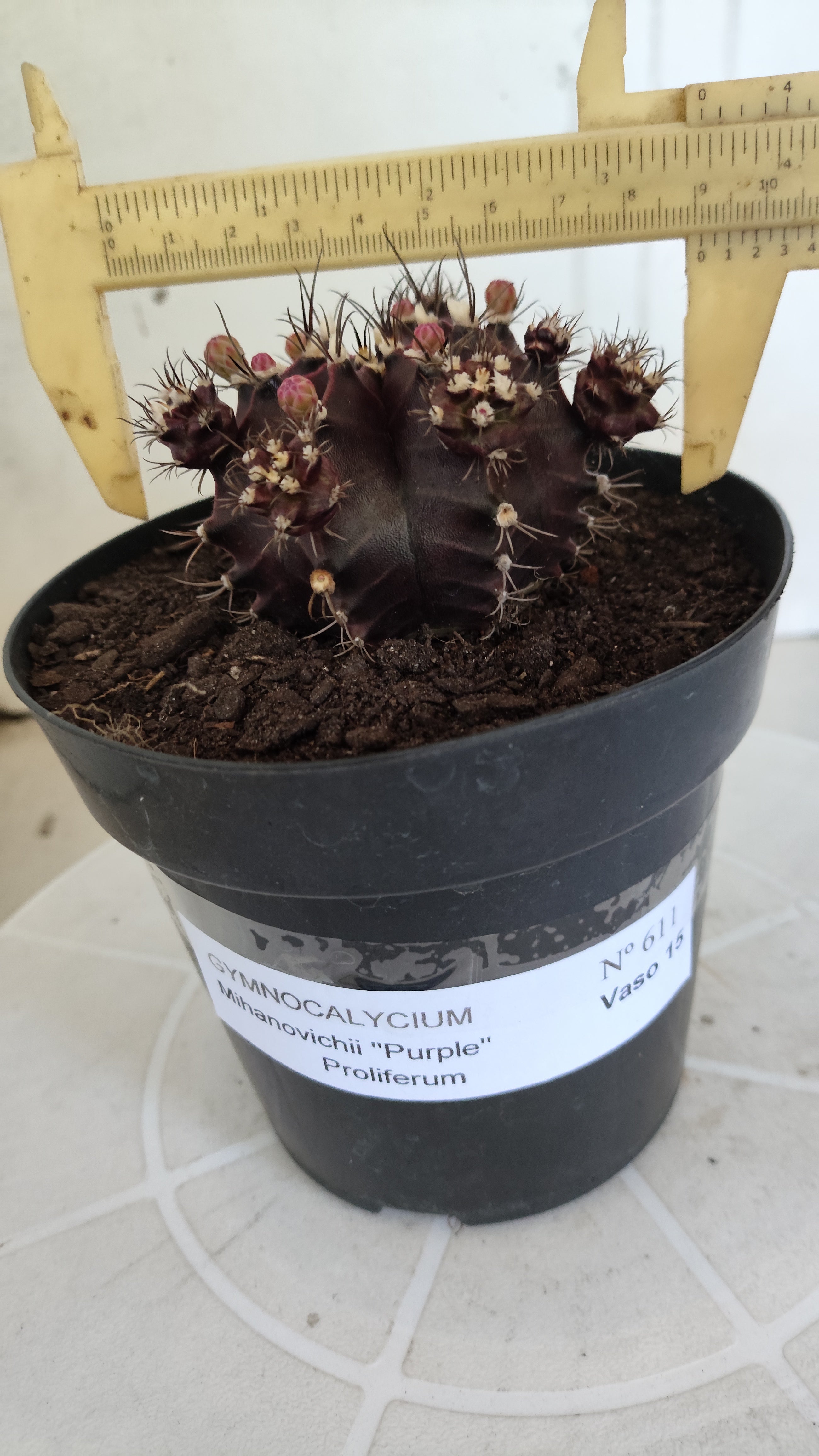 Gymnocalycium Mihanovichii “Purple Proliferum” Nº 611  – vaso 15