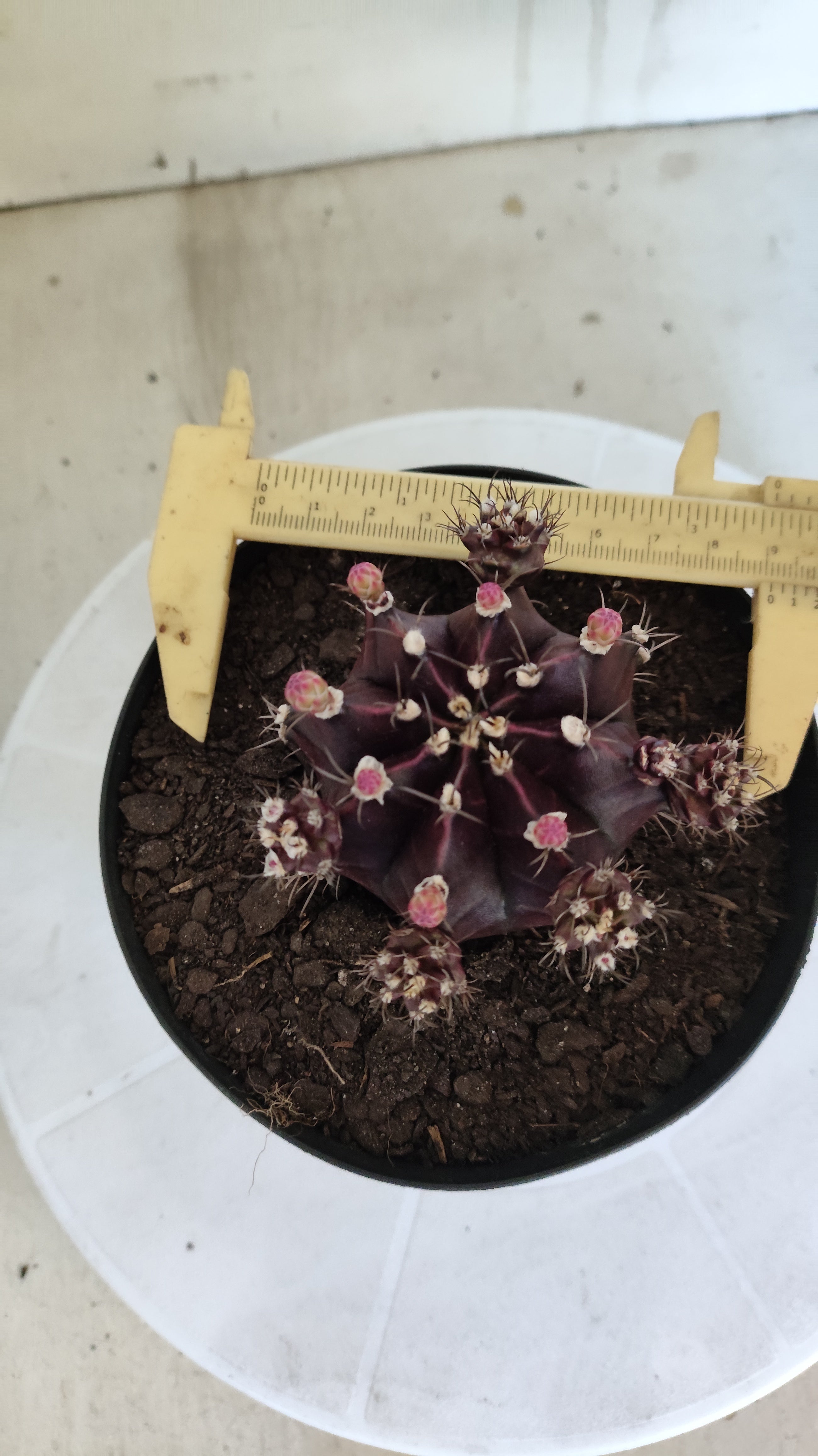 Gymnocalycium Mihanovichii “Purple Proliferum” Nº 611  – vaso 15